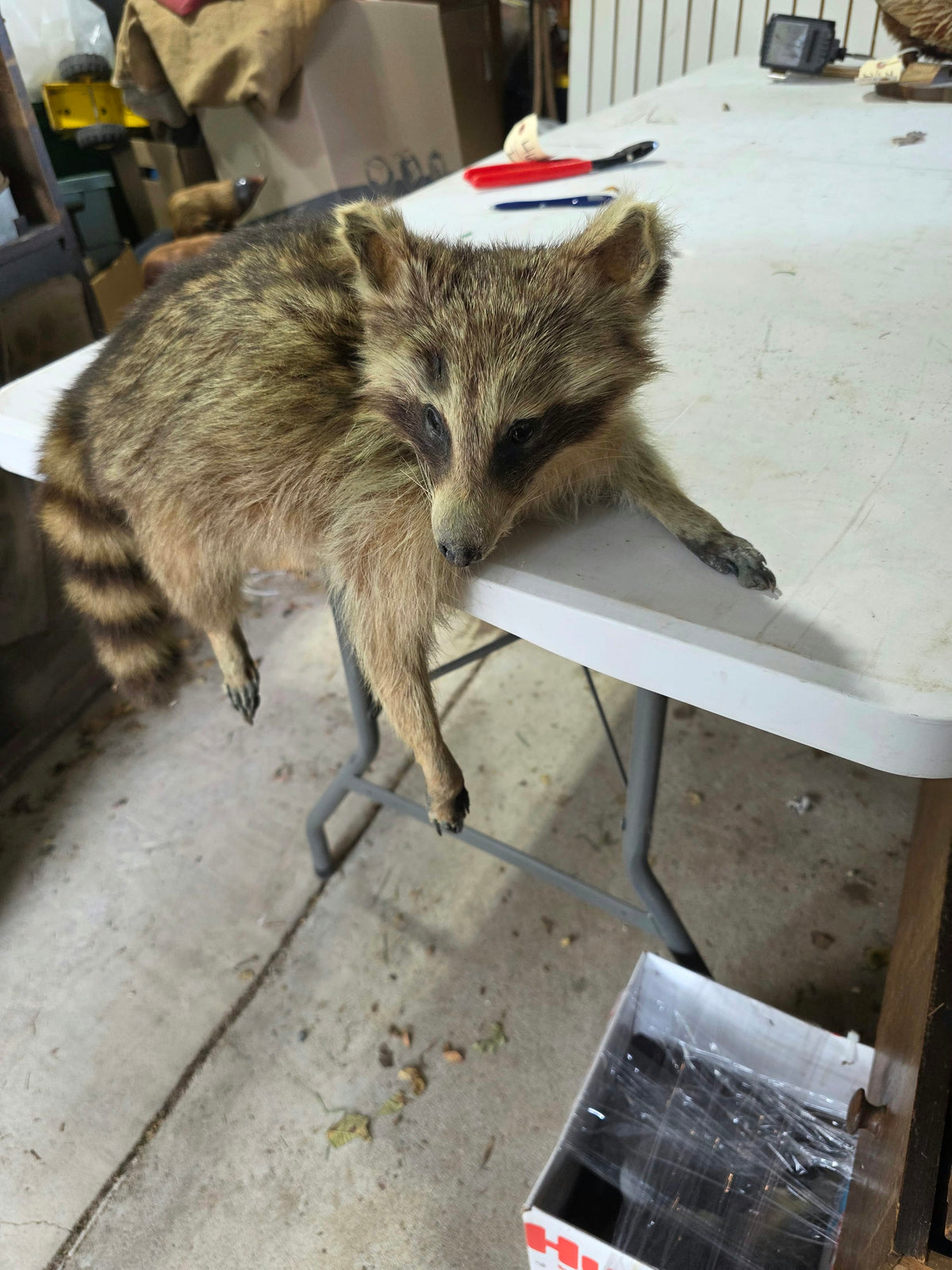 Comb130 - Lifelike Full-Body Raccoon Taxidermy Mount