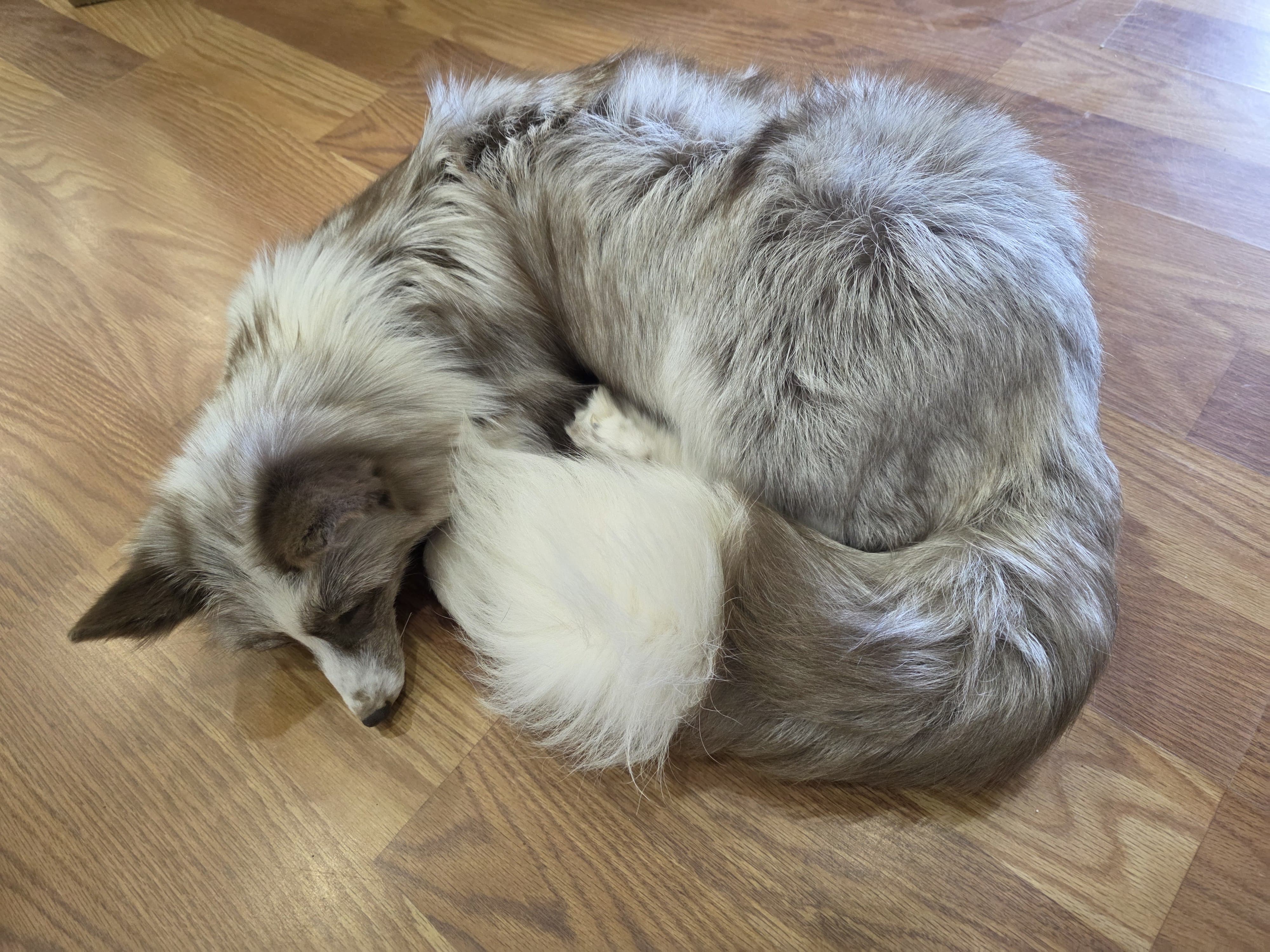 Fhsft101 - Soft Mount Posable | Flexible Taxidermy Display
