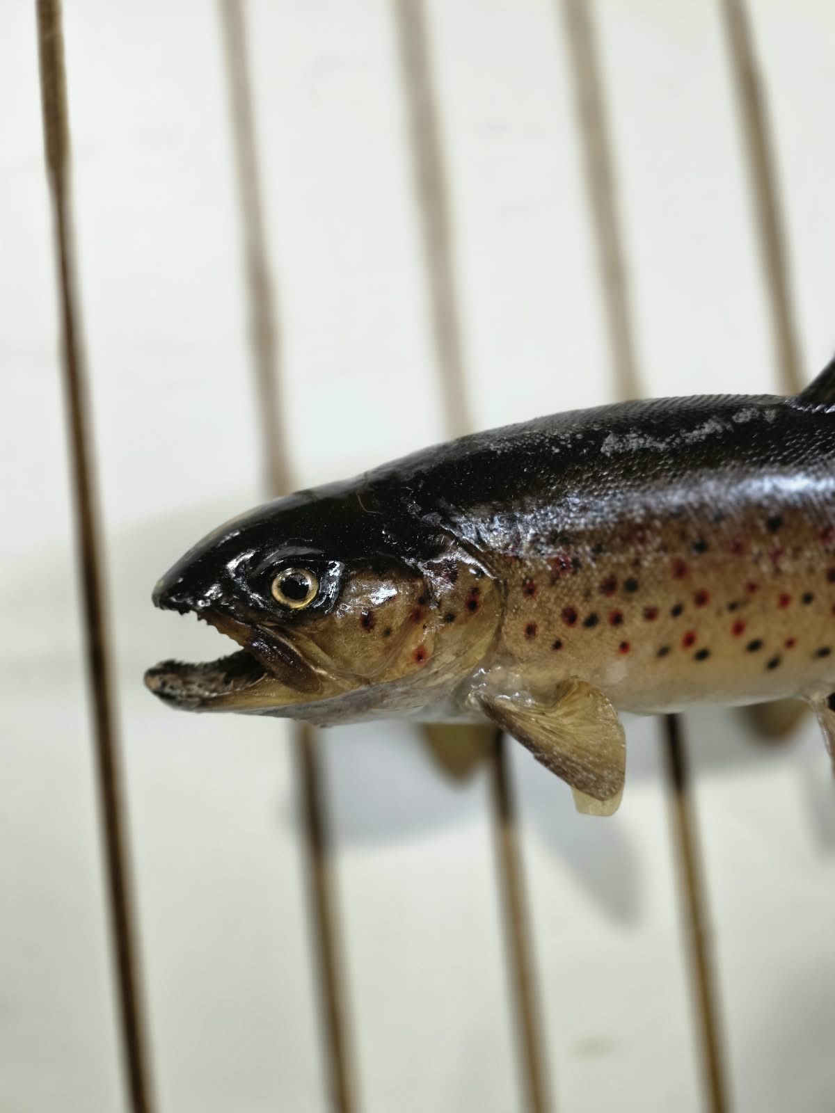 Comb103 - 19" Trout Fish Taxidermy Mount