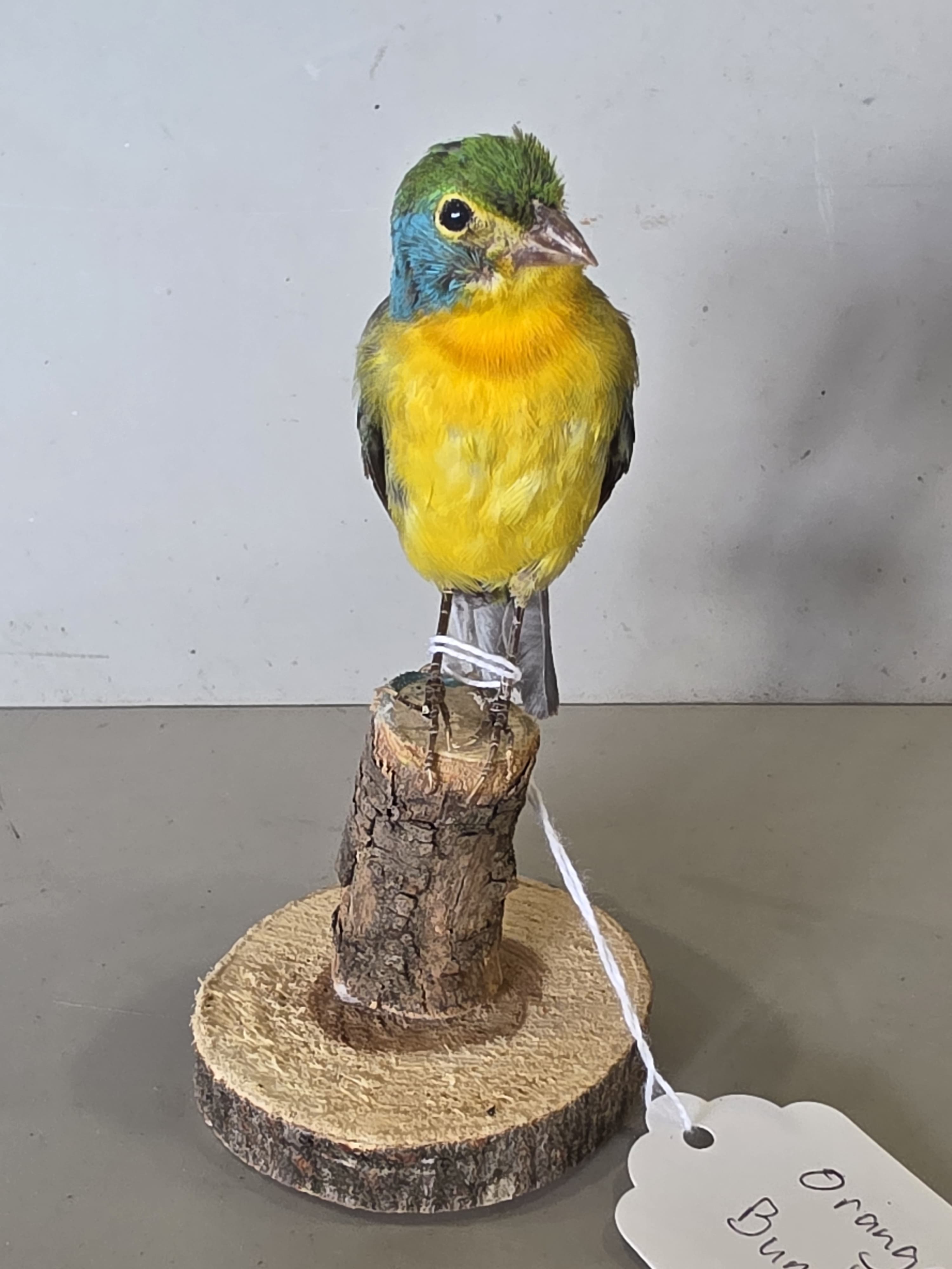 JTVIT2 - Taxidermy Orange Bunting Bird