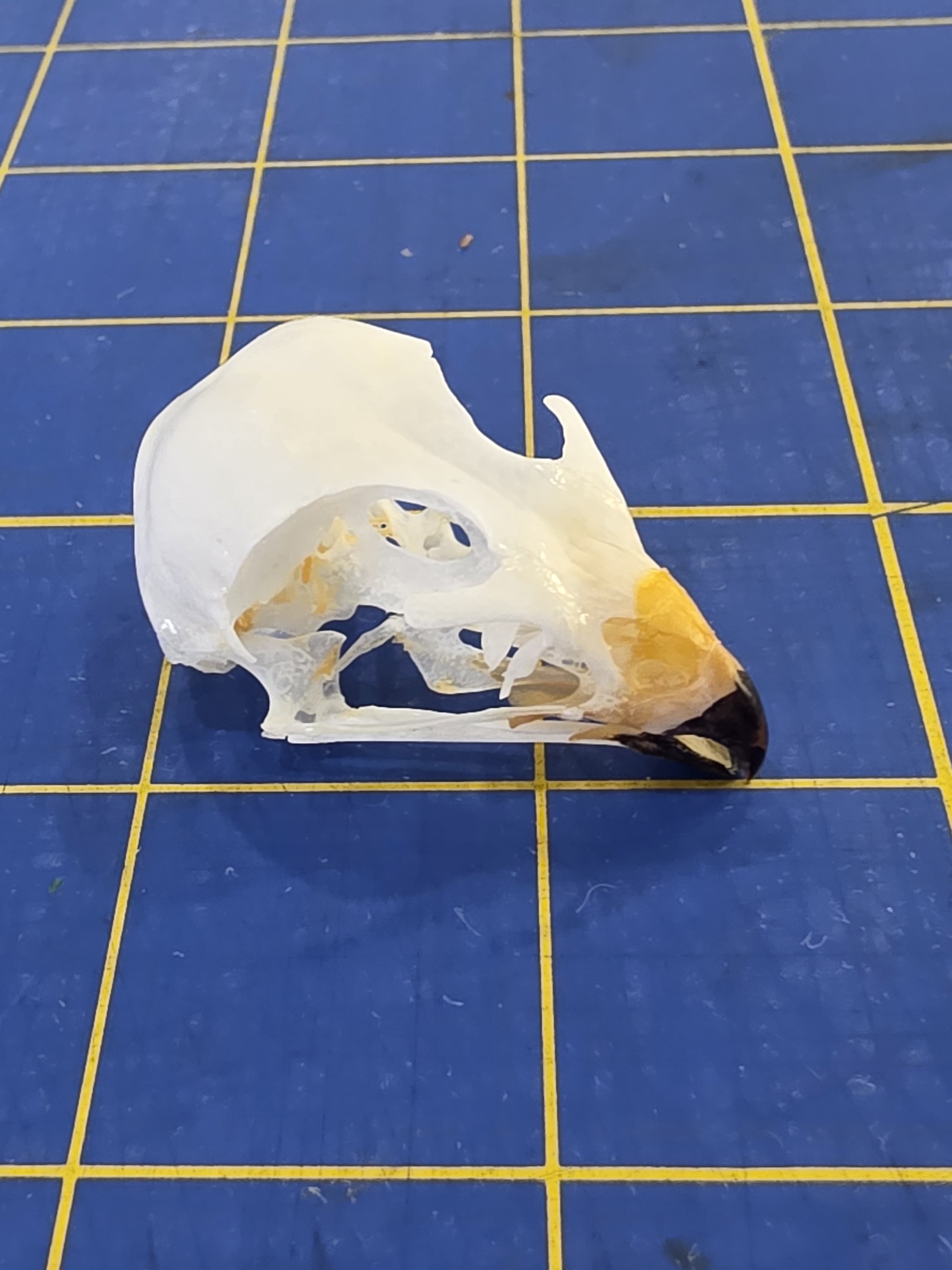 JTVSK100 - Domestic Zoo-Raised Eurasian Sparrowhawk Skull