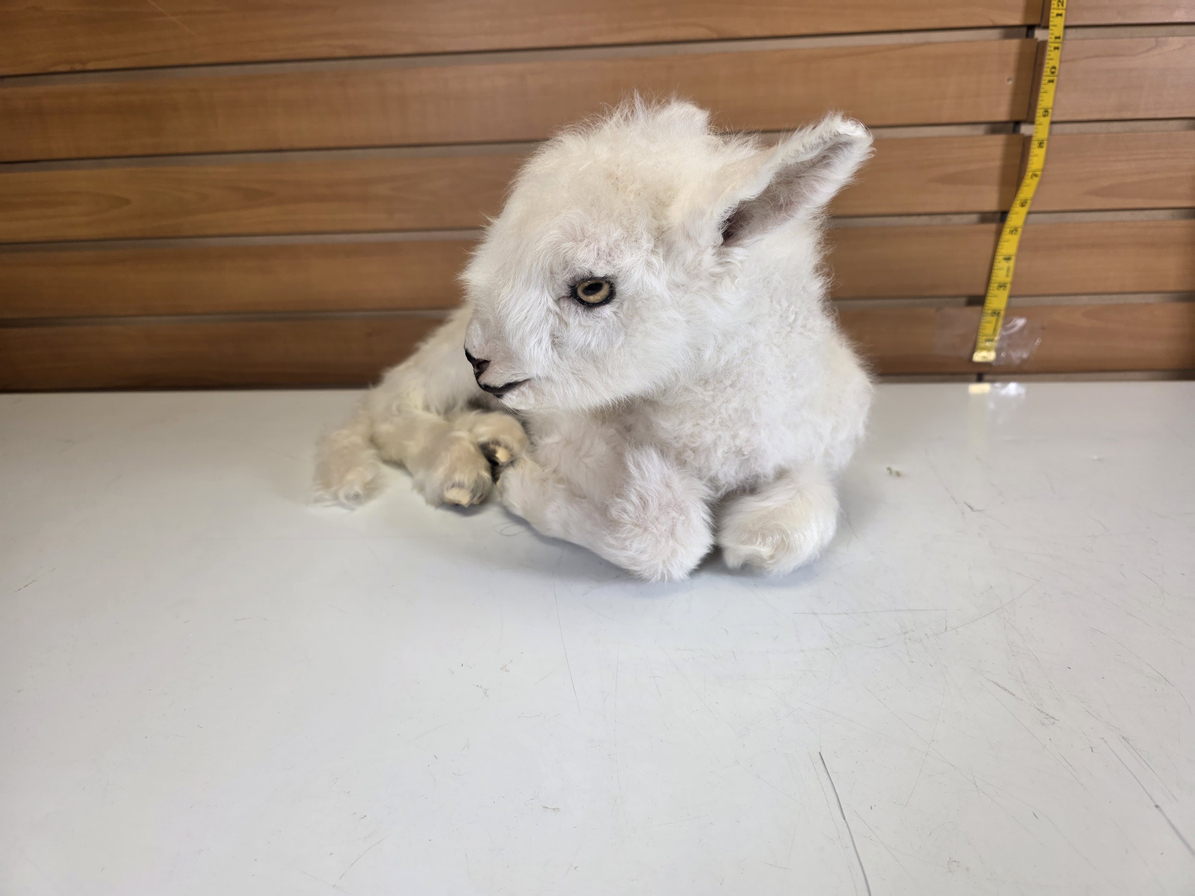 Fhden17 - baby Lamb Taxidermy Mount