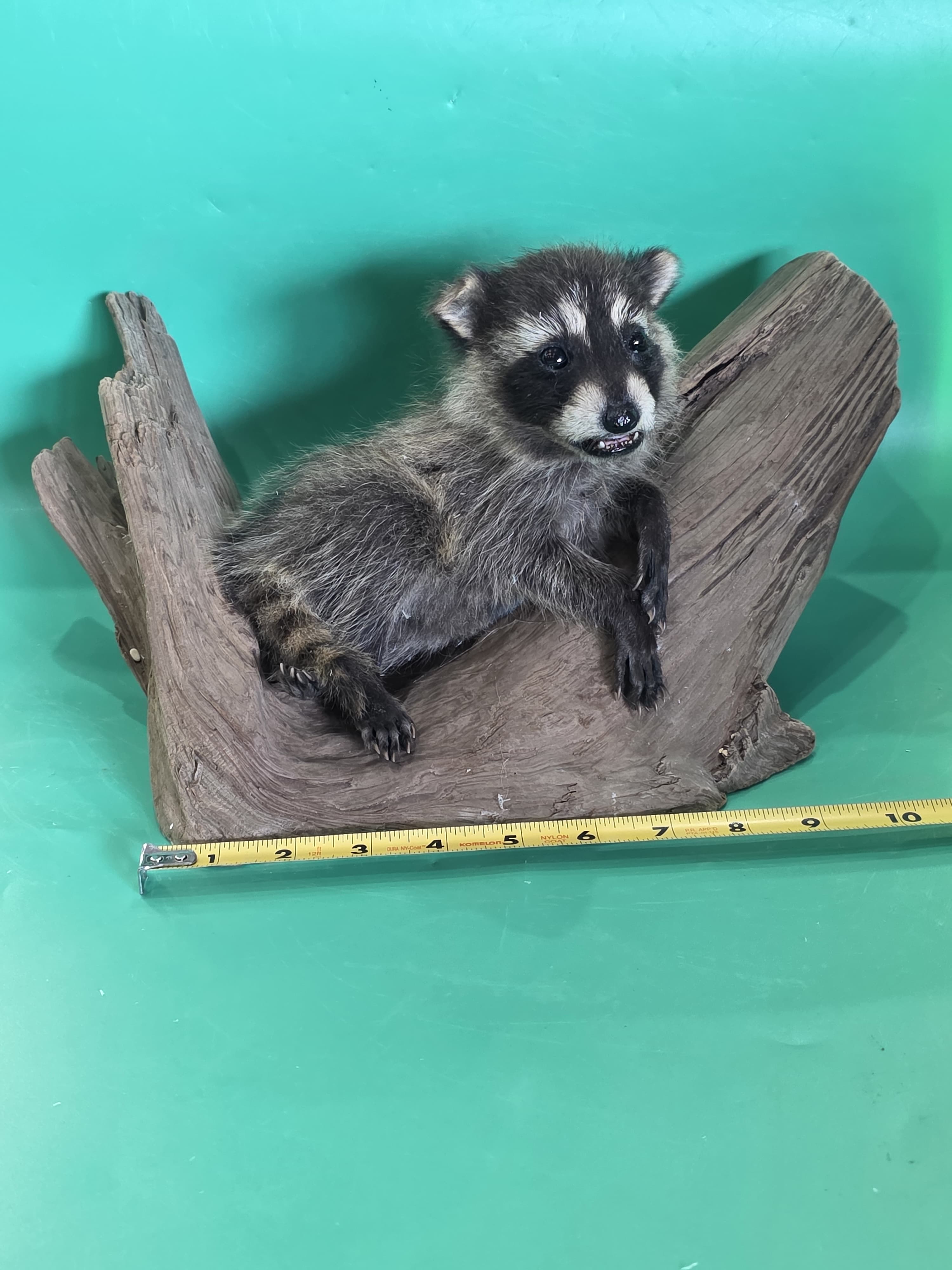 Fhjun11 - Baby Raccoon Taxidermy Mount