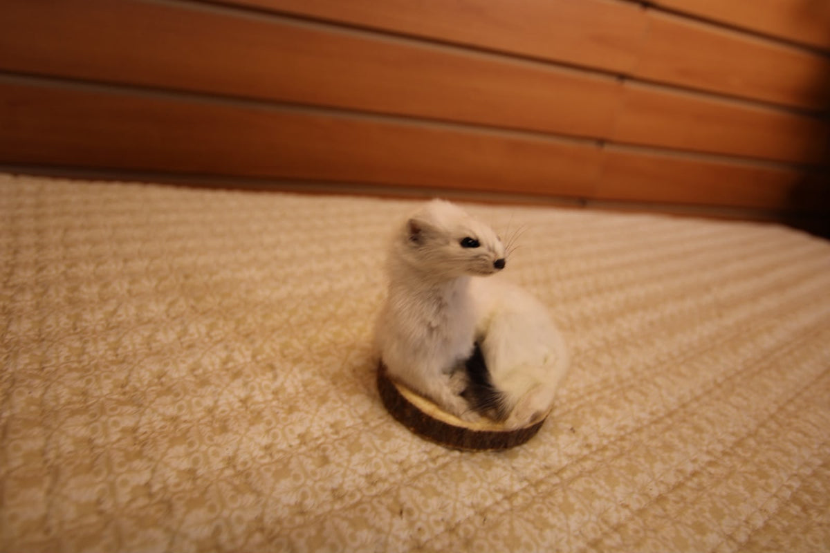 FHWEAS005 - Winter White Ermine (Short-Tailed Weasel) Taxidermy Mount