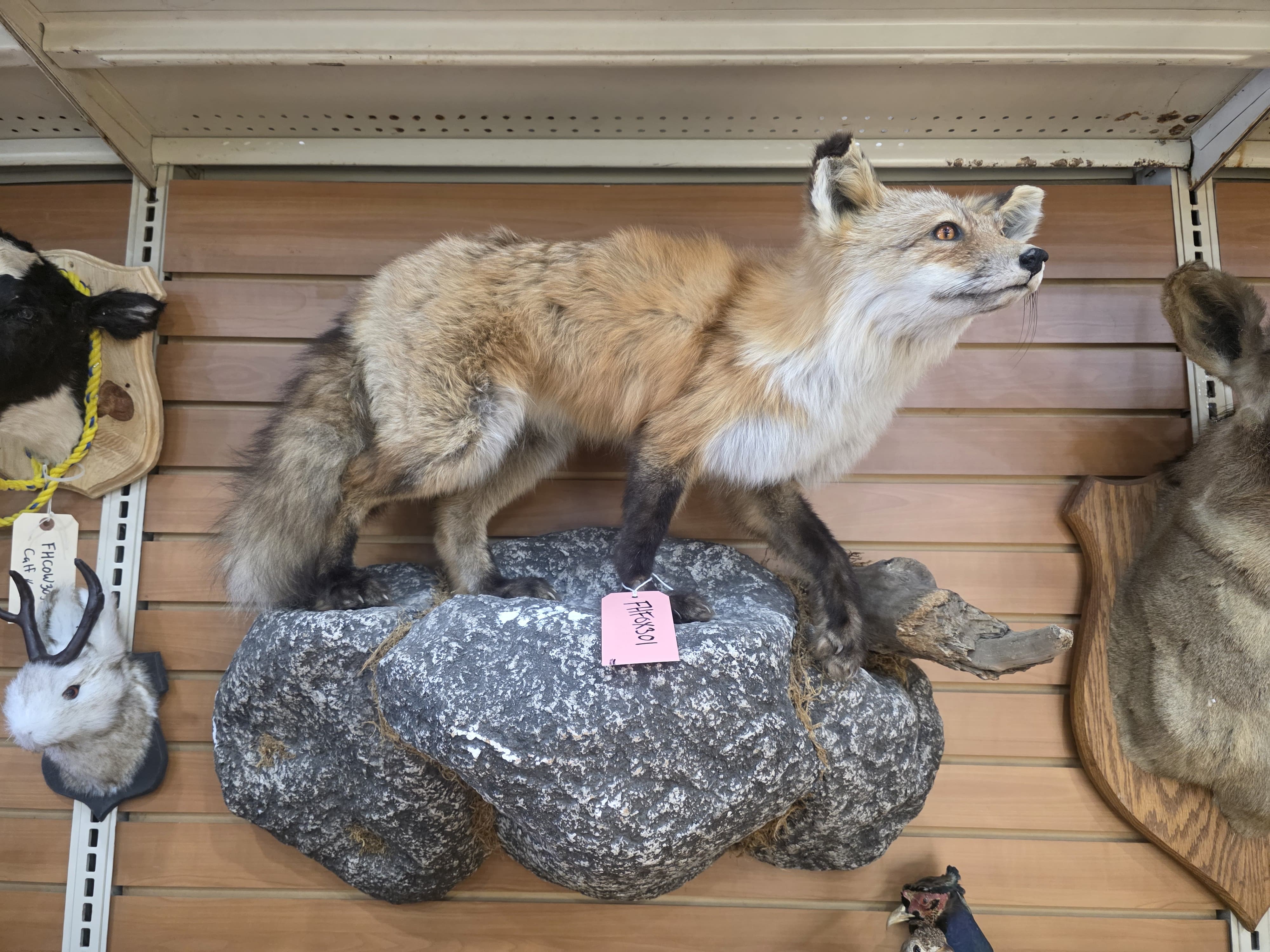 Fhfox301 - Red Fox Taxidermy Mount | Full Body Display