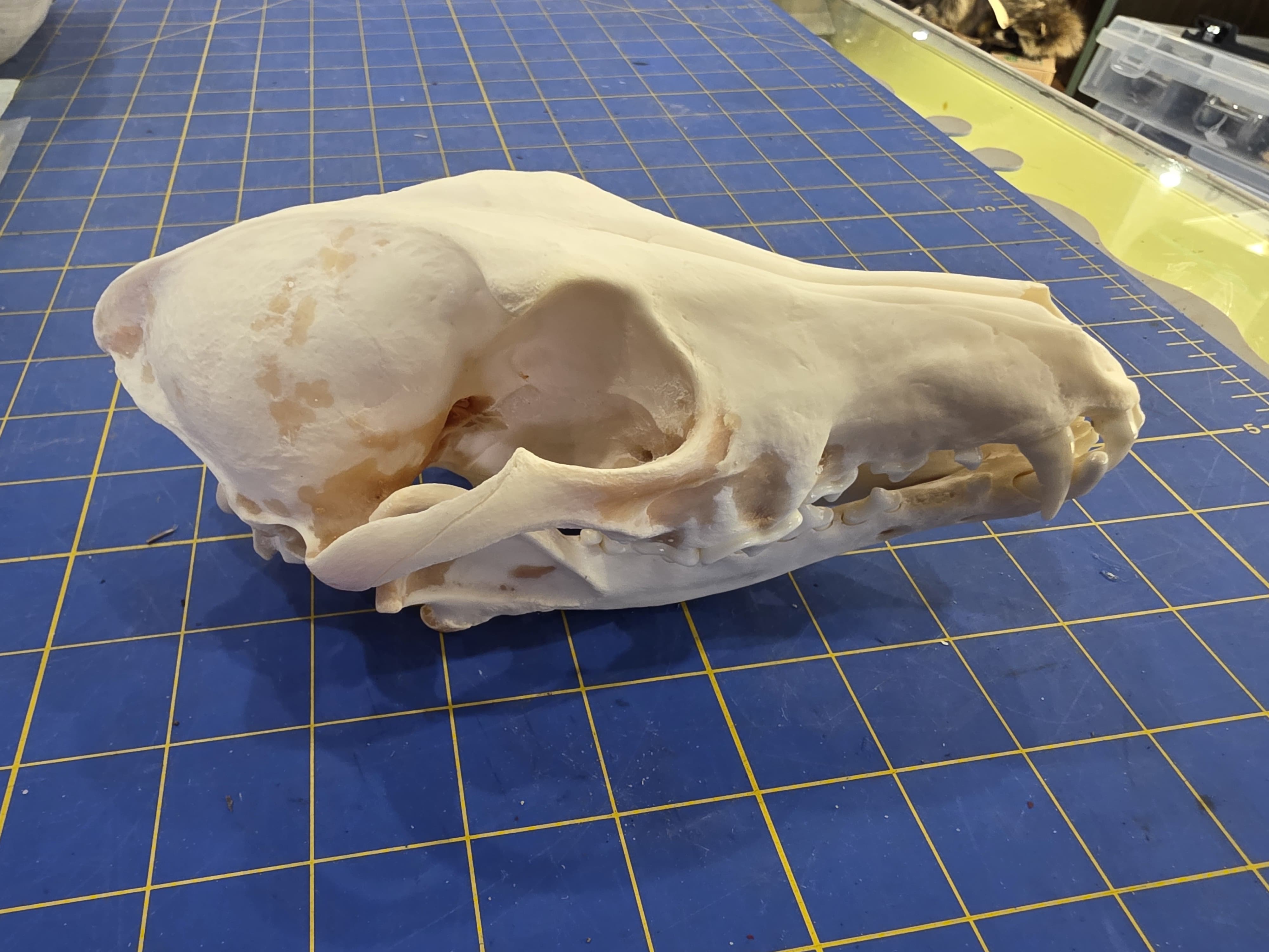 Fhst2 - Coyote Skull – Authentic Wildlife Specimen