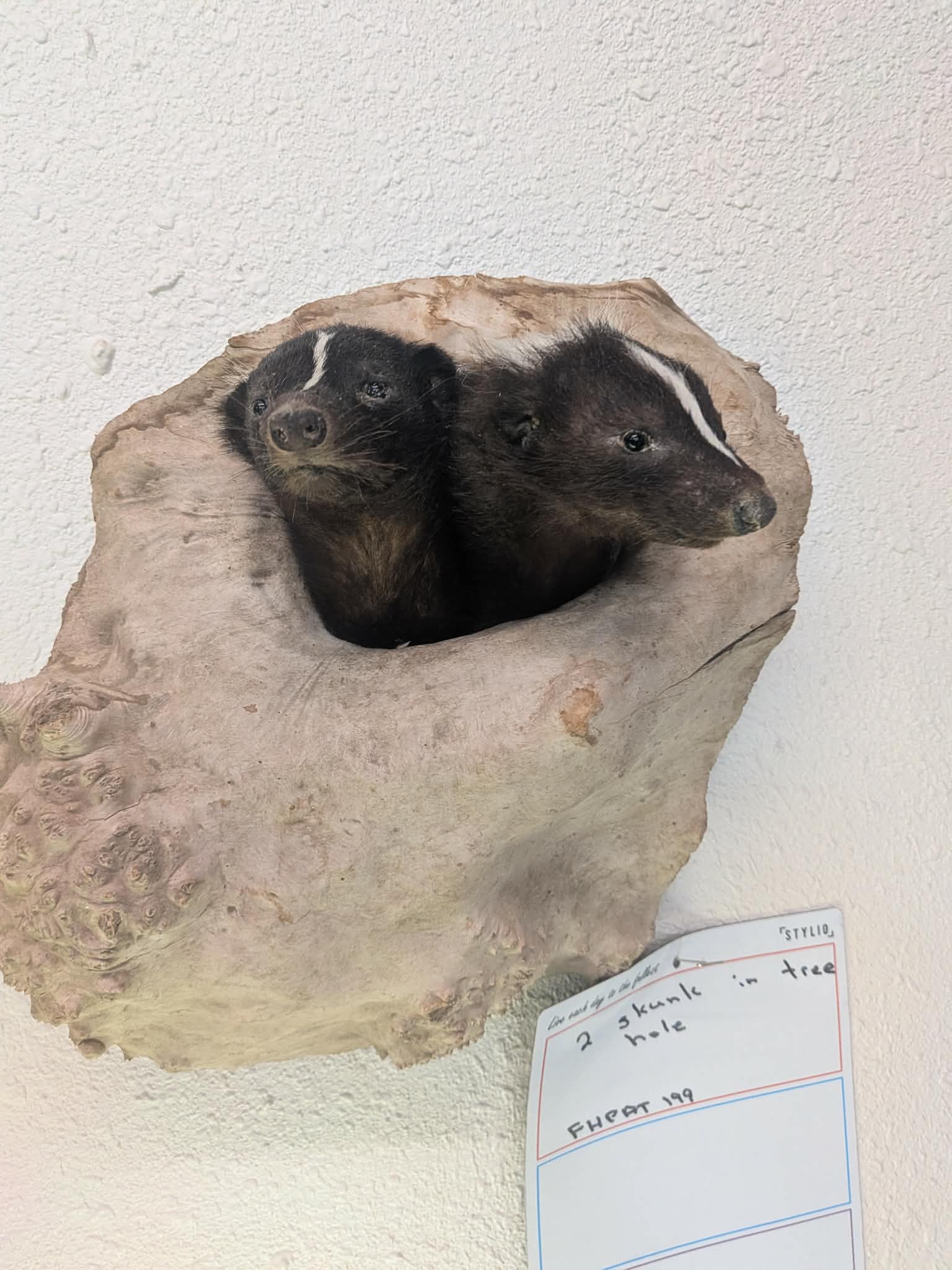 FHPAT199 - Twin Skunks in Tree Hole Taxidermy Mount –
