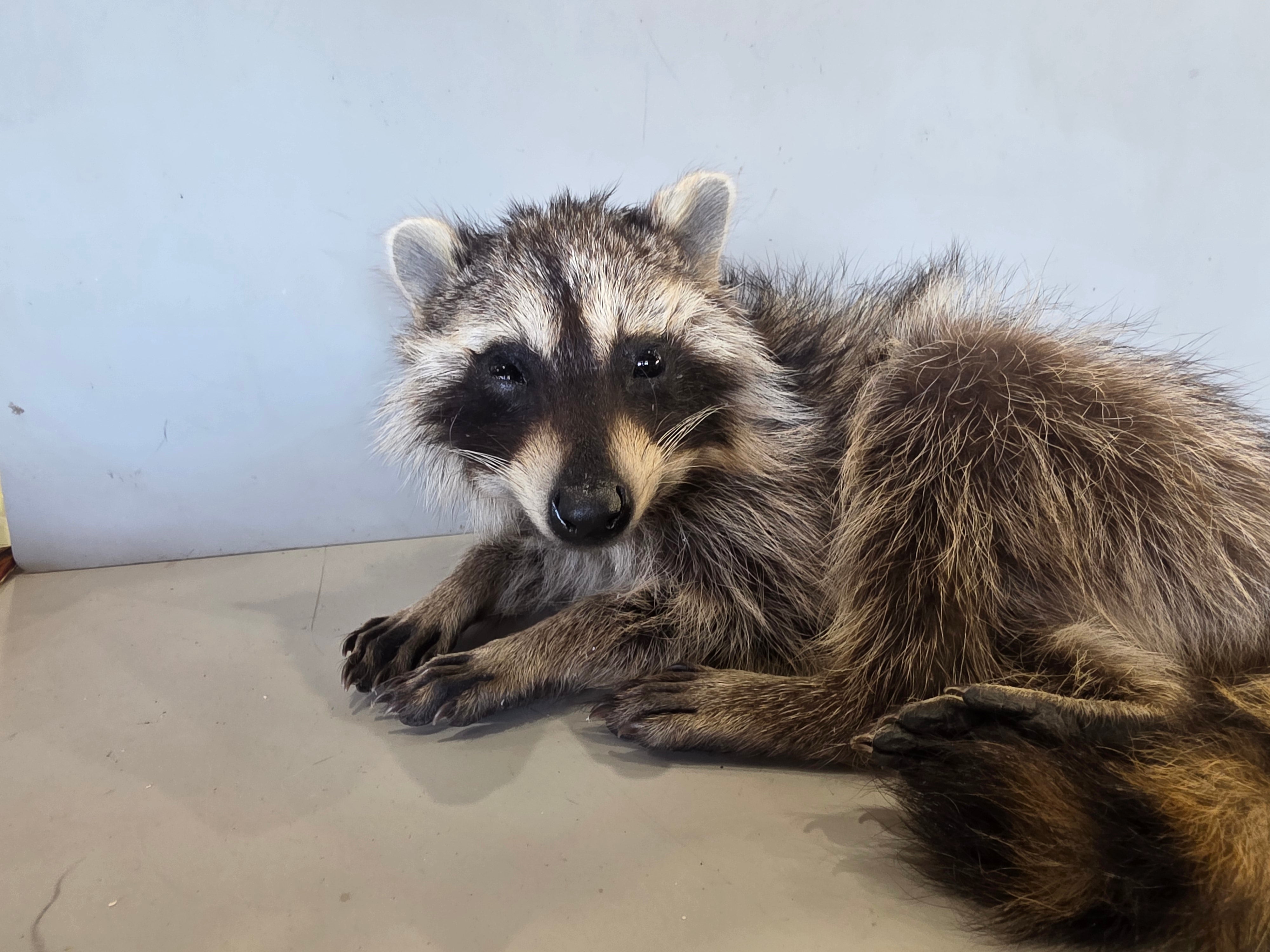 FHJUL17 - young Raccoon Taxidermy full body mount