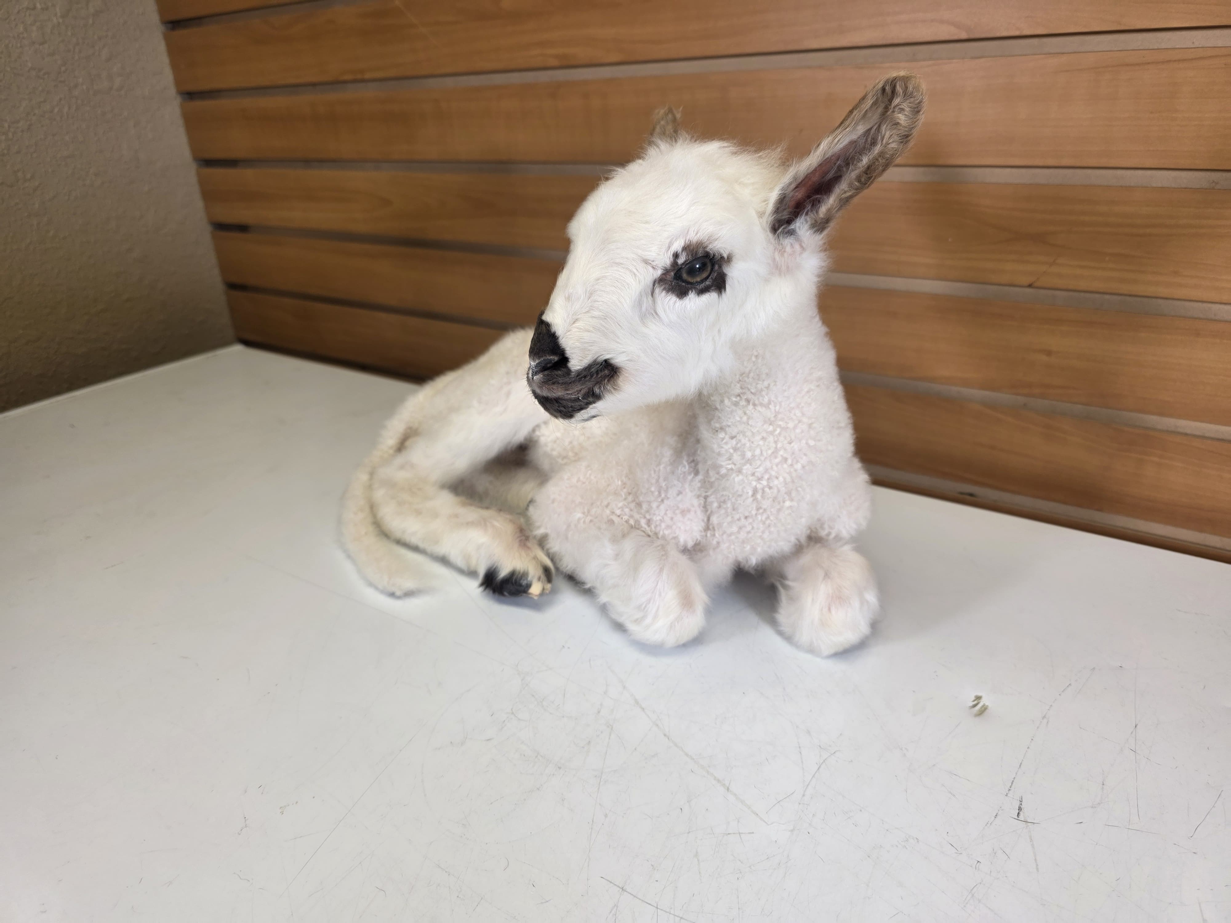 Fhden16 - Lamb (Baby Sheep) Taxidermy Mount