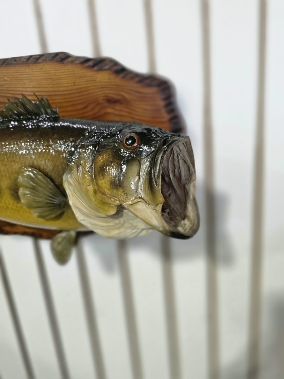 Comb109 - Trophy-Size 20" Largemouth Bass Taxidermy Mount