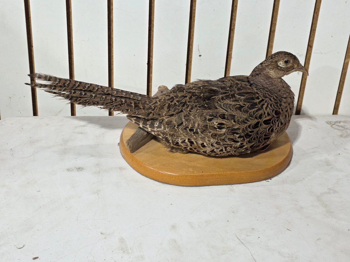 Comb126 - Grey Hungarian Partridge Taxidermy Mount