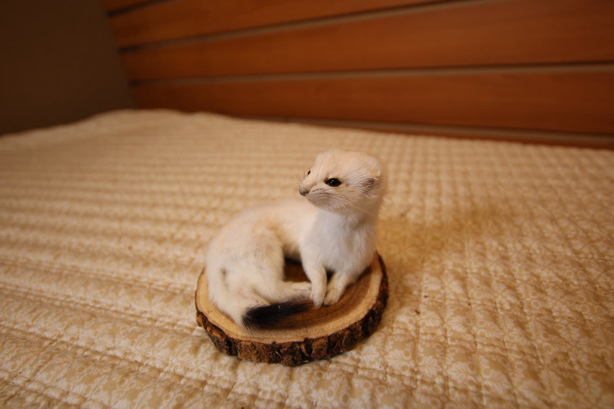 FHWEAS003 - Winter White Ermine (Short-Tailed Weasel) Taxidermy Mount