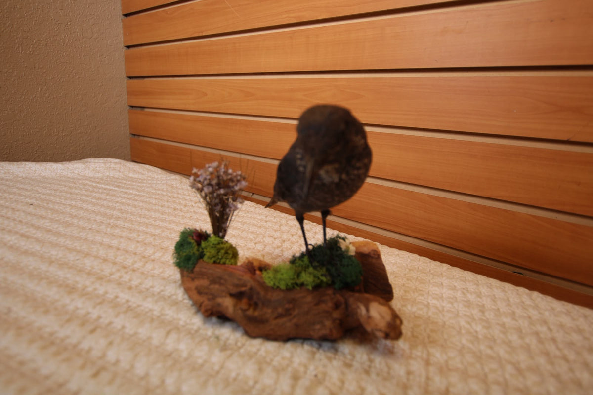 JTVBMA27 - Exquisite Taxidermy Common Rock Thrush