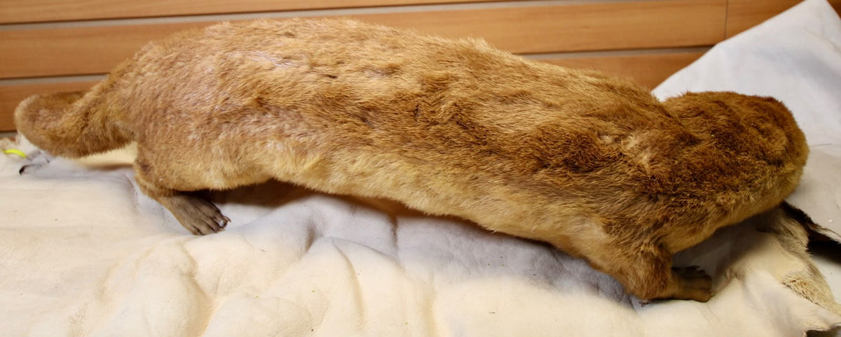 FHSP115 - Taxidermy River Otter Specimen