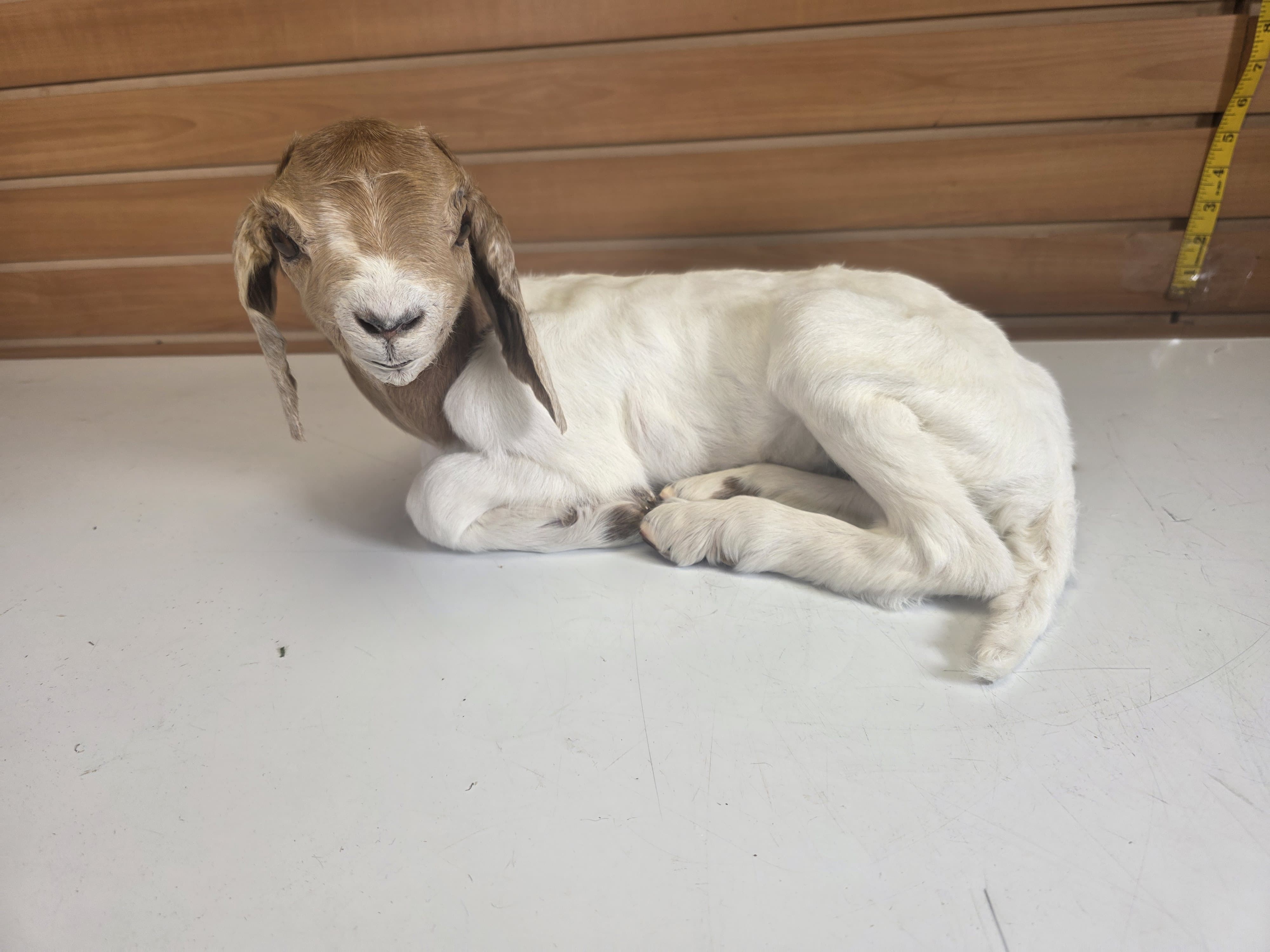 Fhden18 - Boer Kid Goat Taxidermy Mount