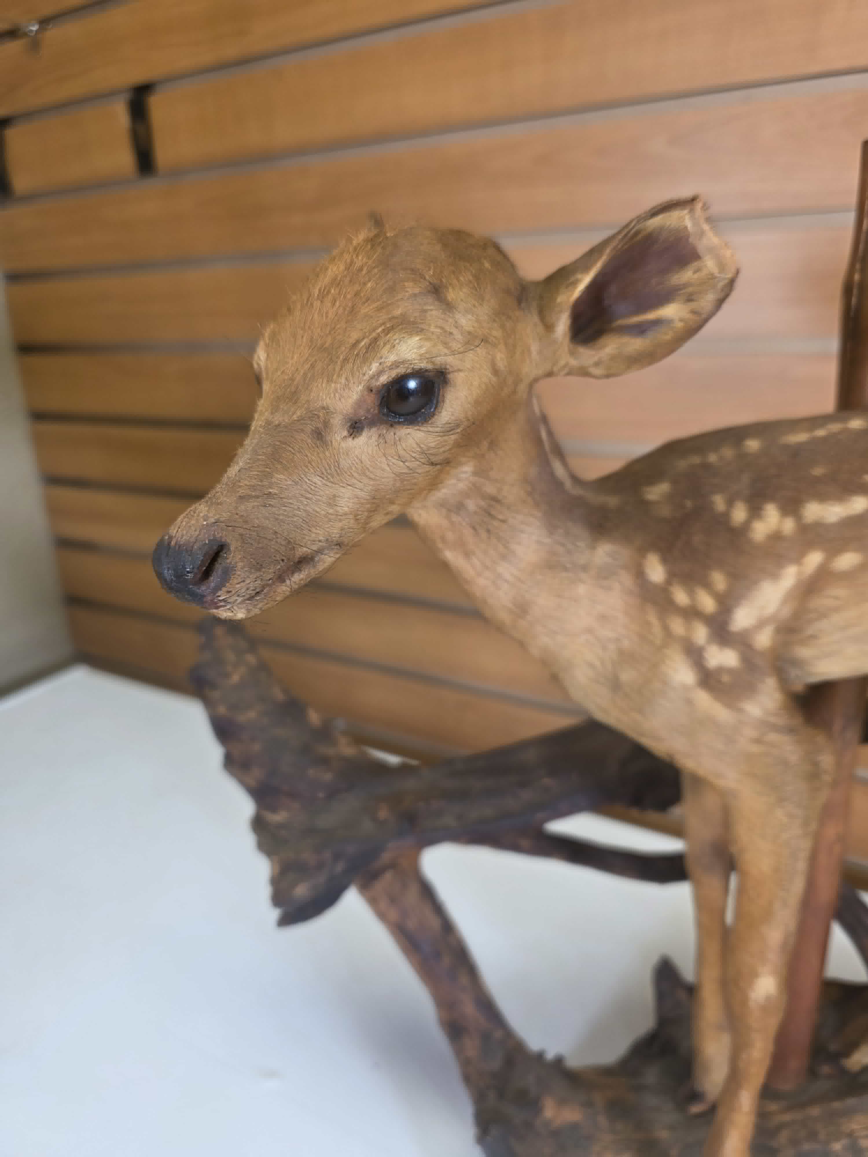 Fhdr203 - Vintage Fawn Deer Taxidermy Mount – Ear & Tail Damage