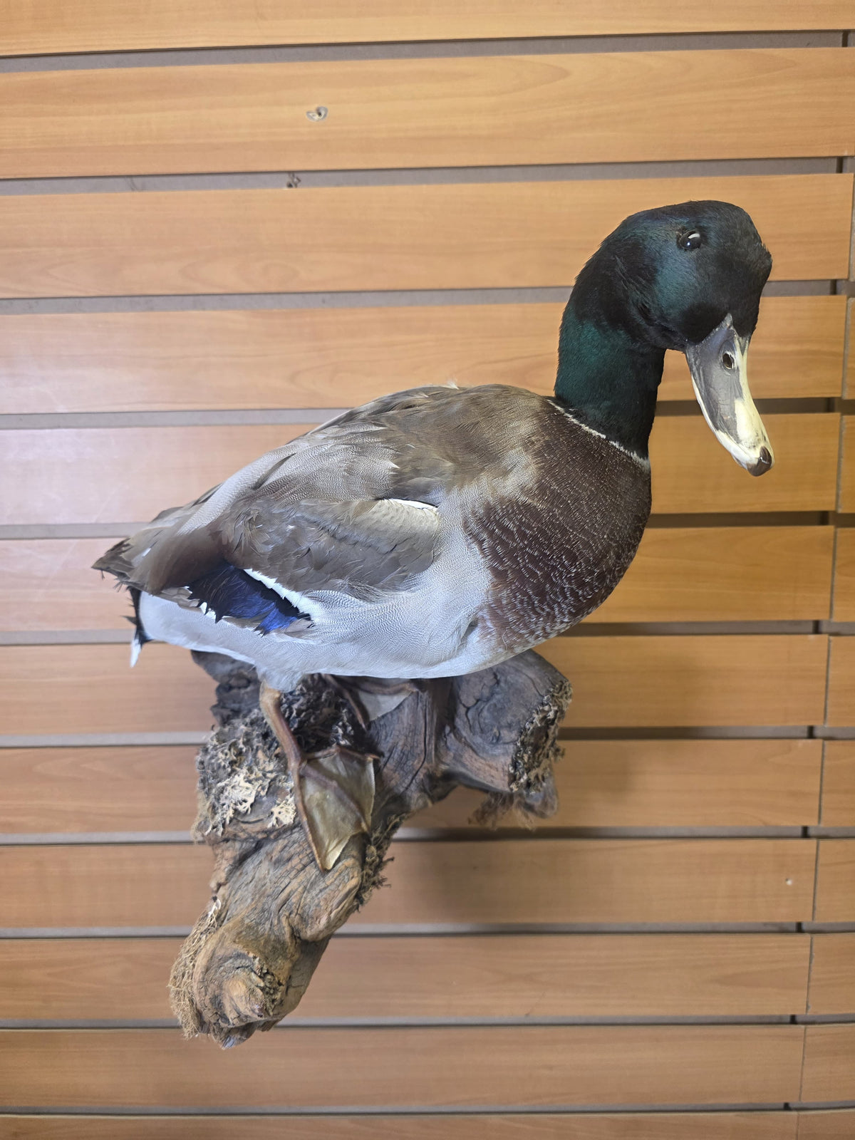 Fhsp107 - Domestic Pen-Raised Mallard Duck – Taxidermy Mount