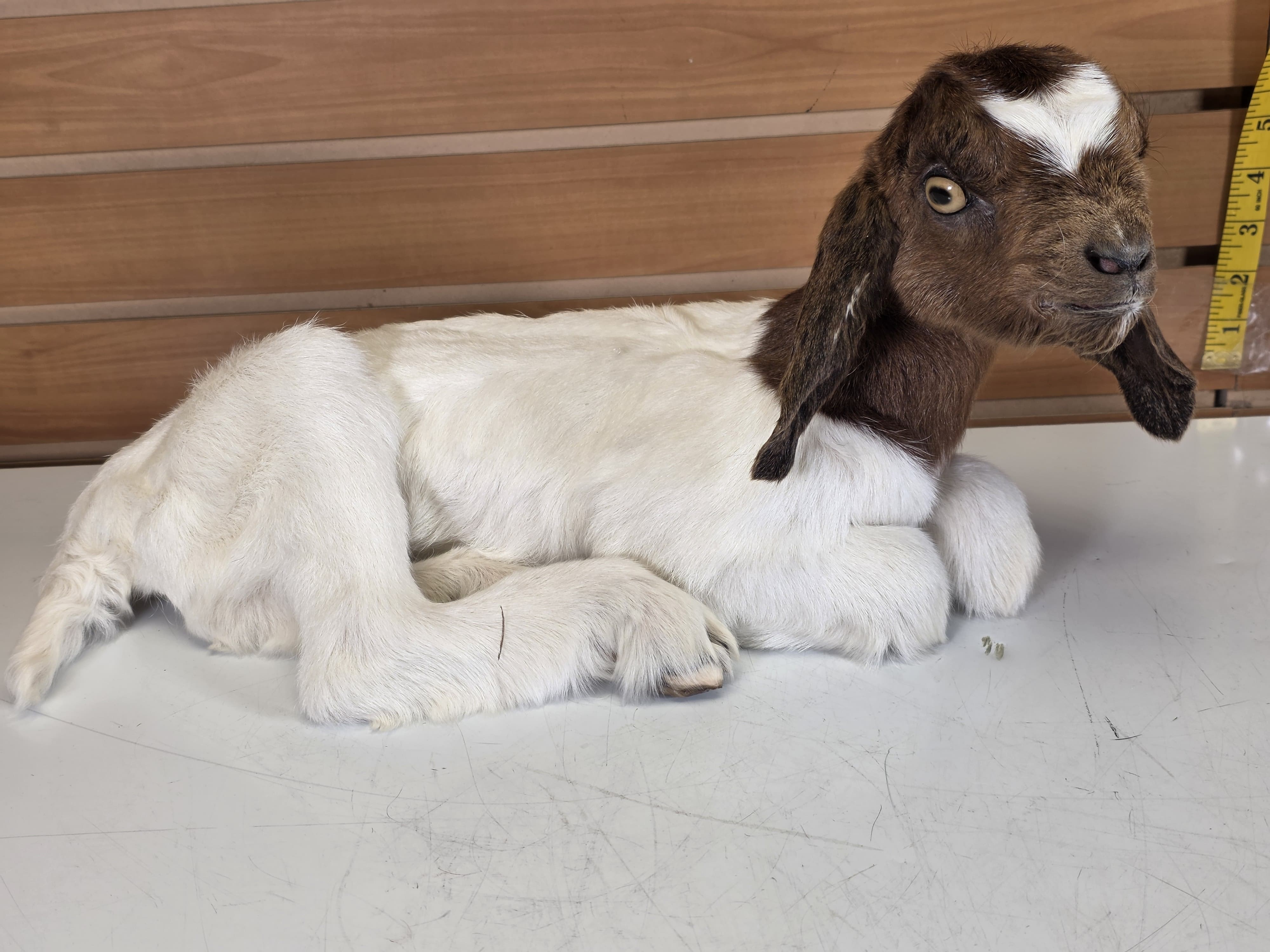 Fhden12 - Boer Kid Goat Taxidermy Mount