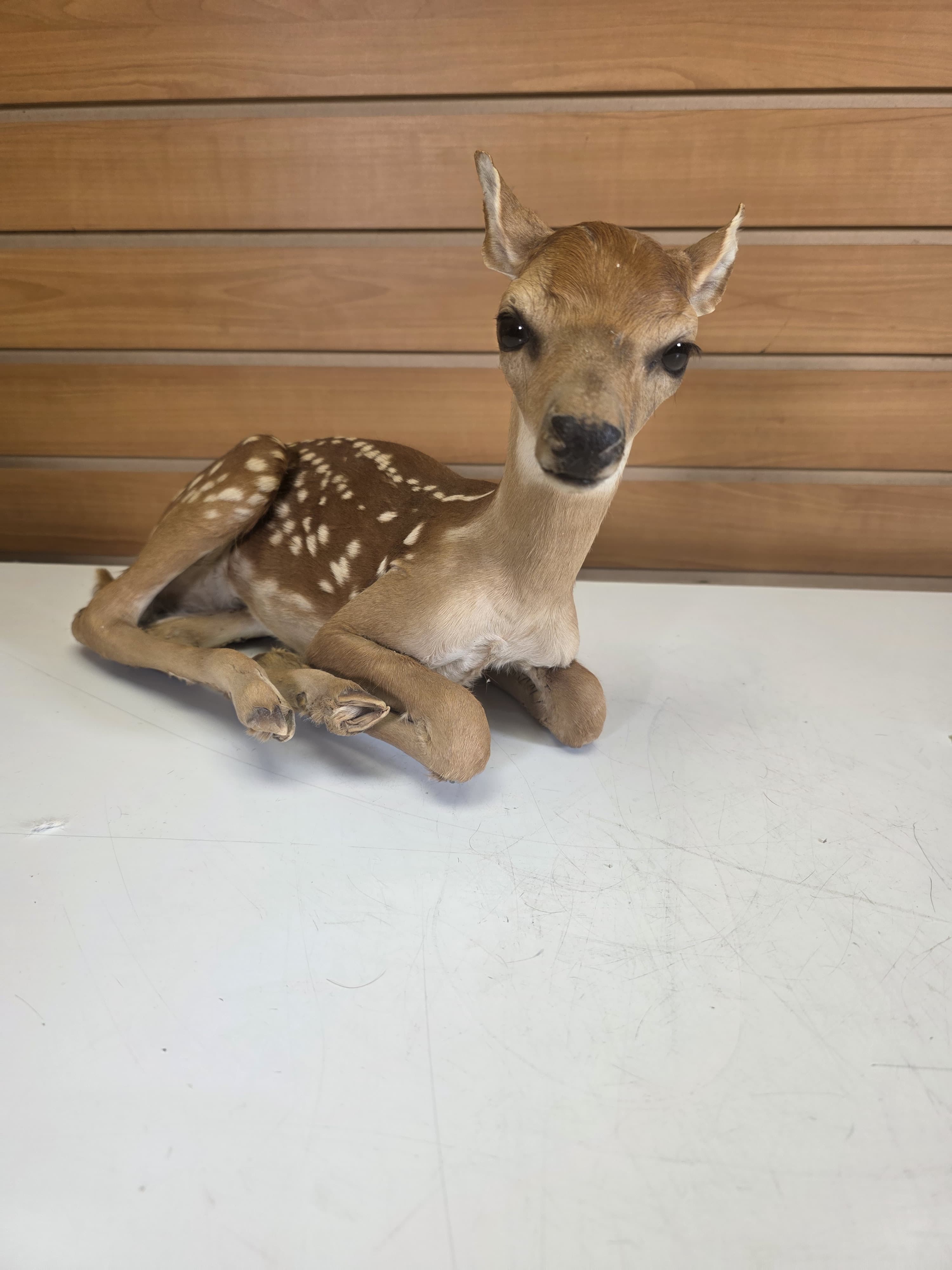 Fhdr202 - Fawn Deer Taxidermy Mount