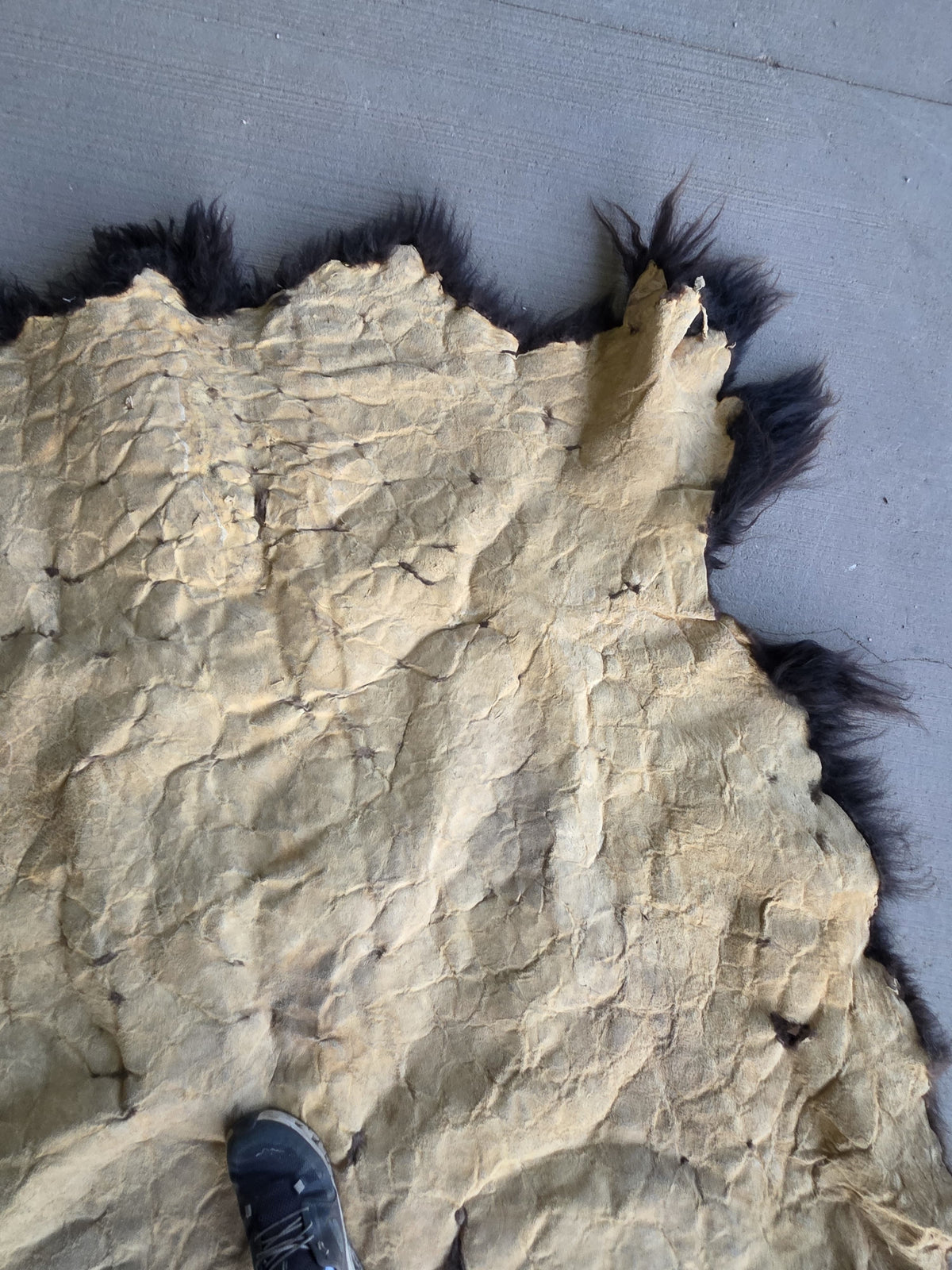 Fhsp108 - Buffalo Taxidermy Hide Rug