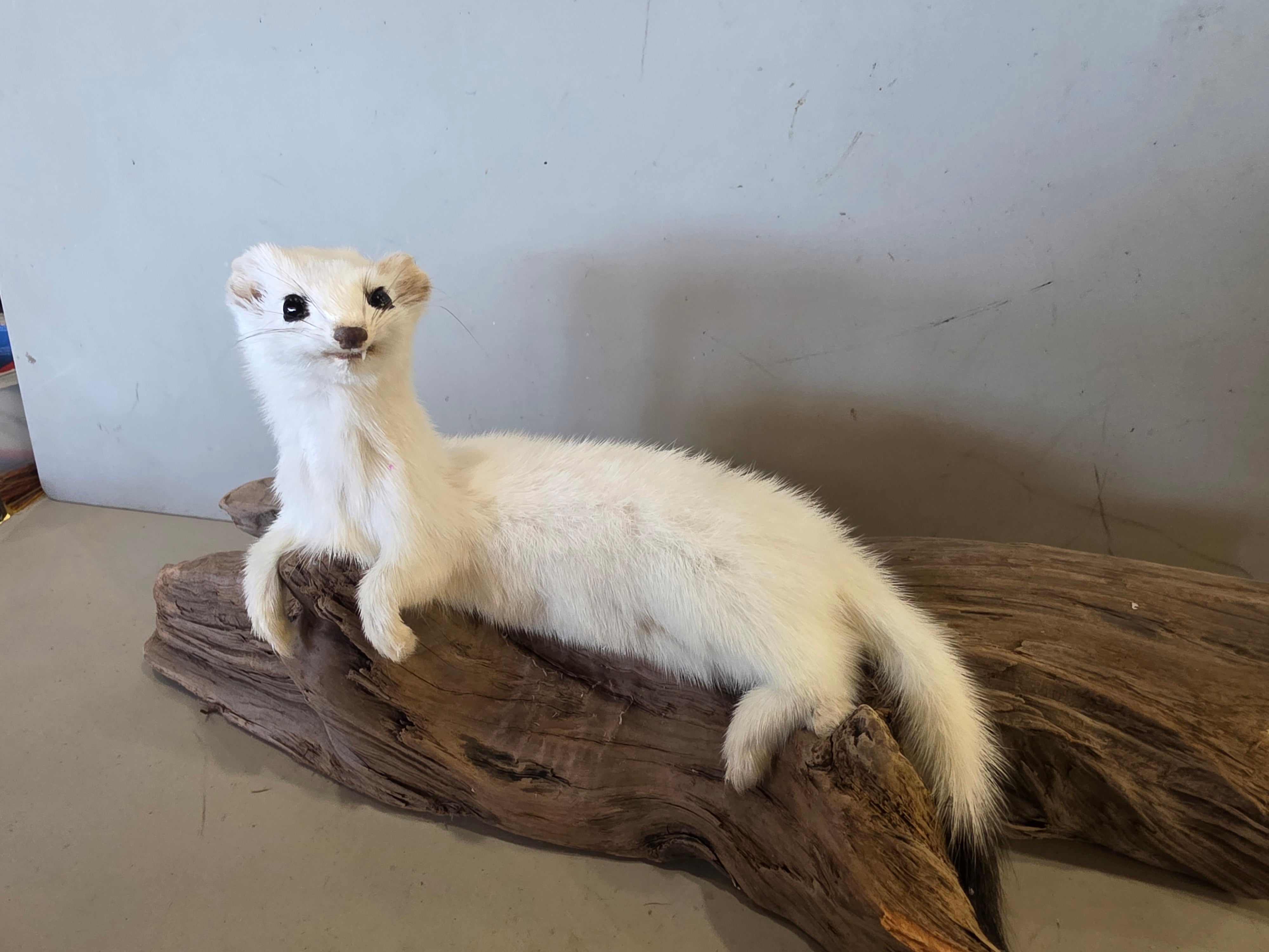 FHJUL10 - Taxidermy Ermine – Realistic Display Specimen