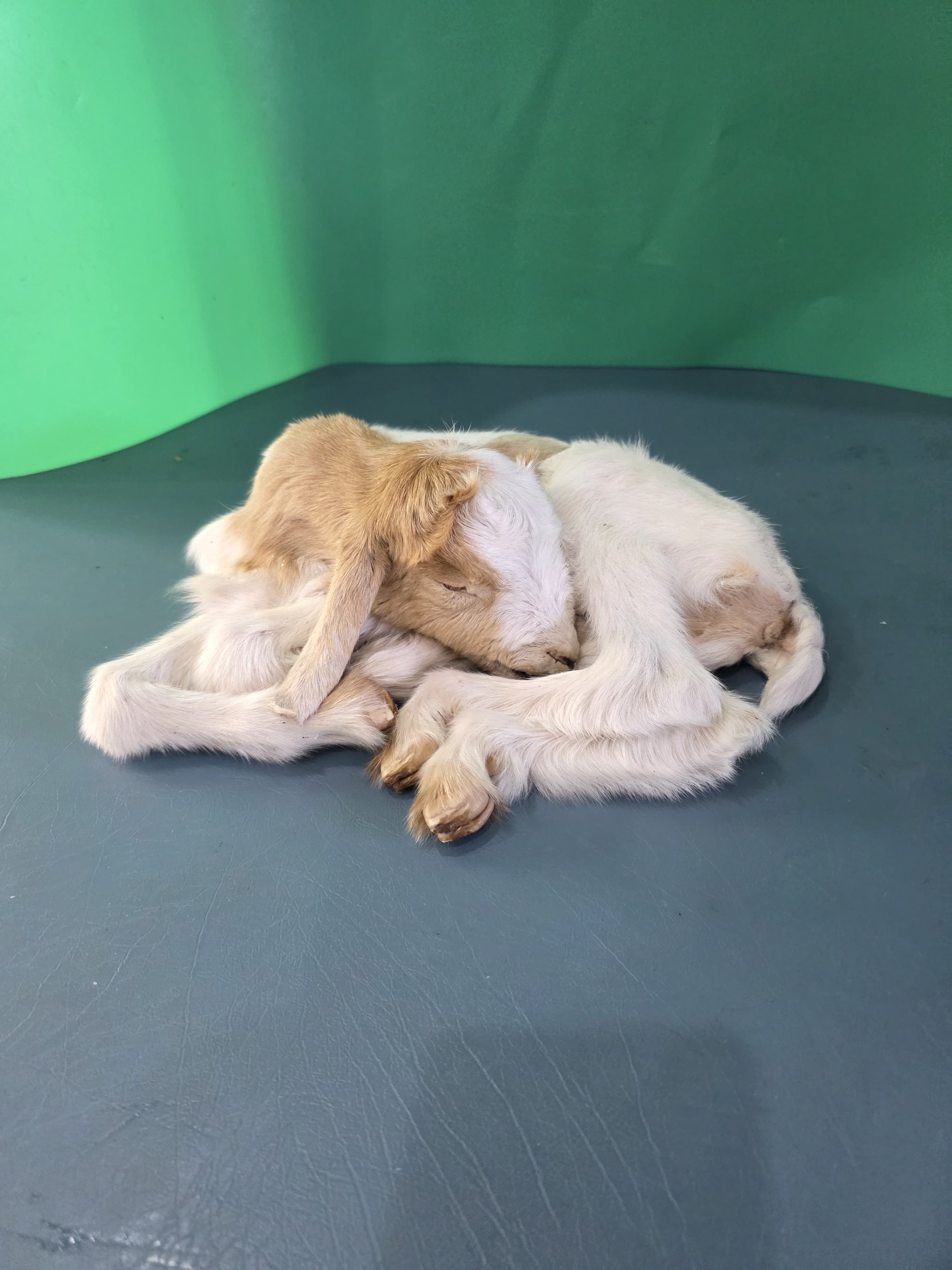 Fhjun13 - Baby Boer Kid Goat Taxidermy Mount
