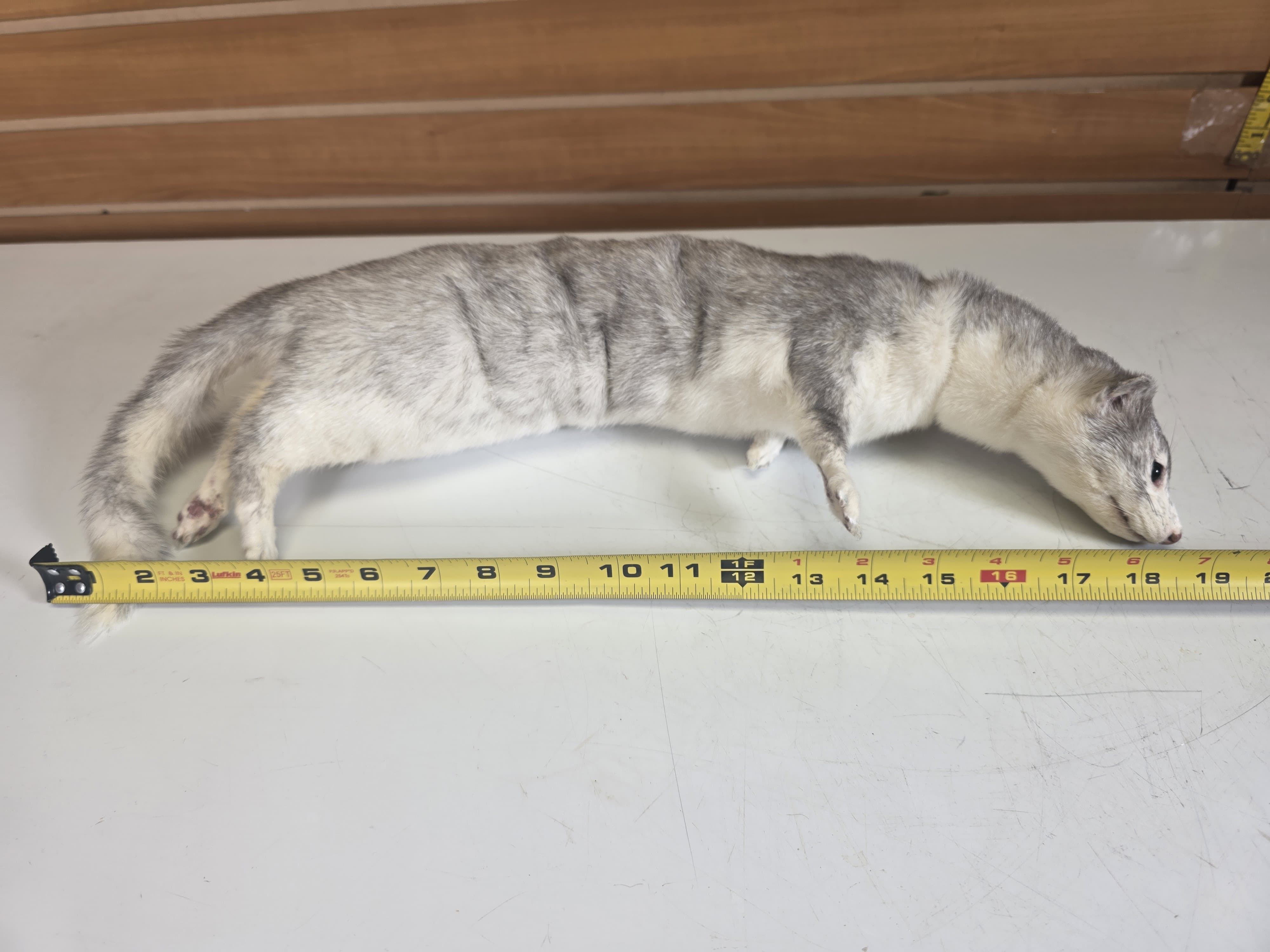 Fhsft104 - Soft Mount Ranch Mink Taxidermy