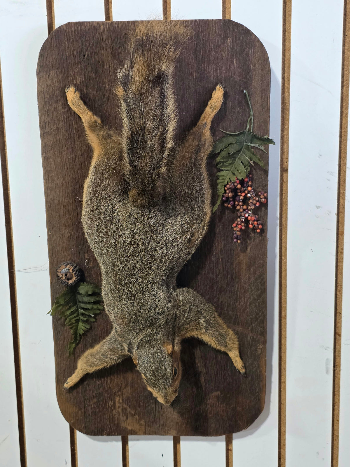 Comb119 - Charming Red Squirrel Taxidermy Mount