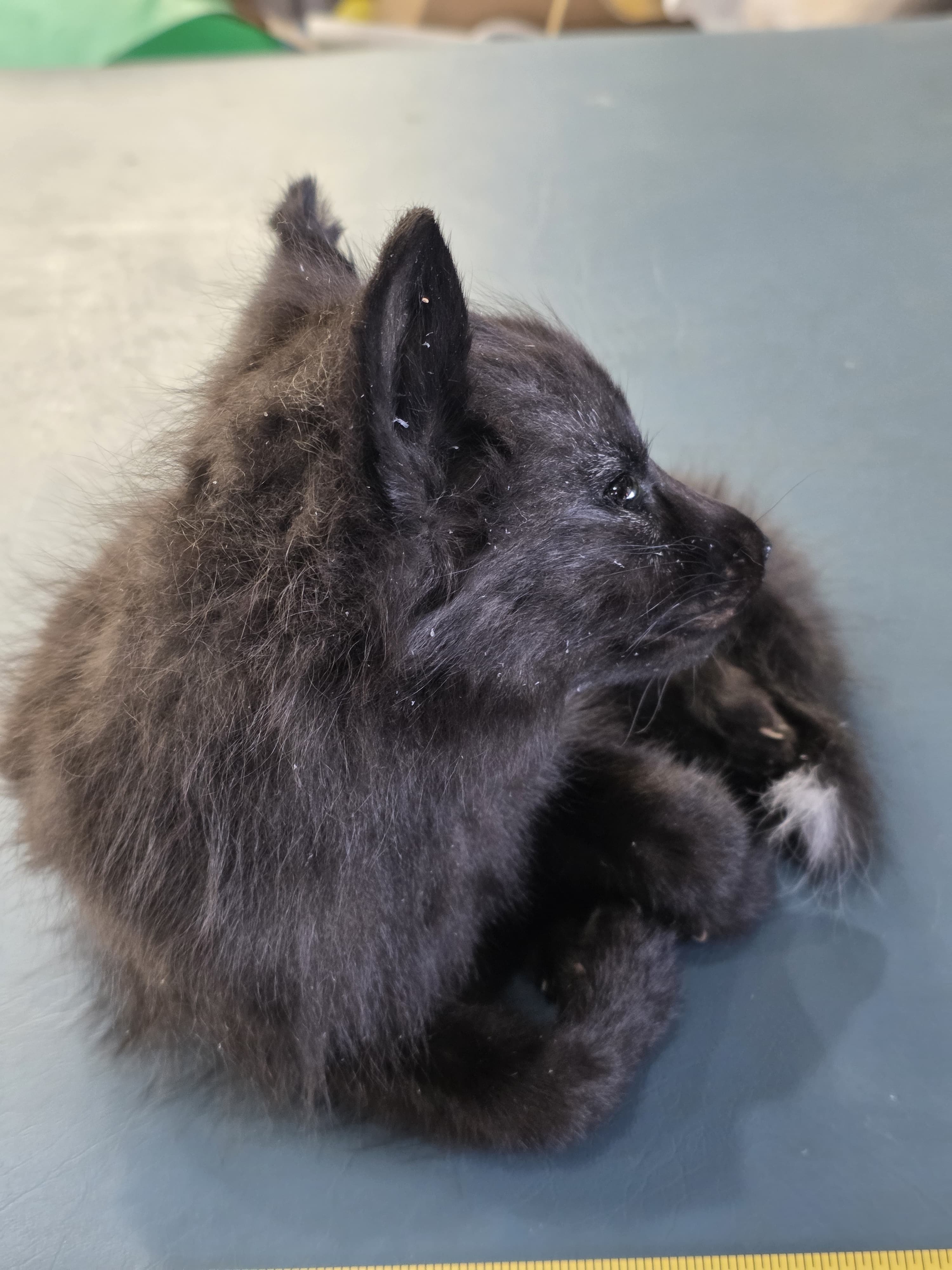 Fhjun16 - baby Ranch Fox Taxidermy Mount