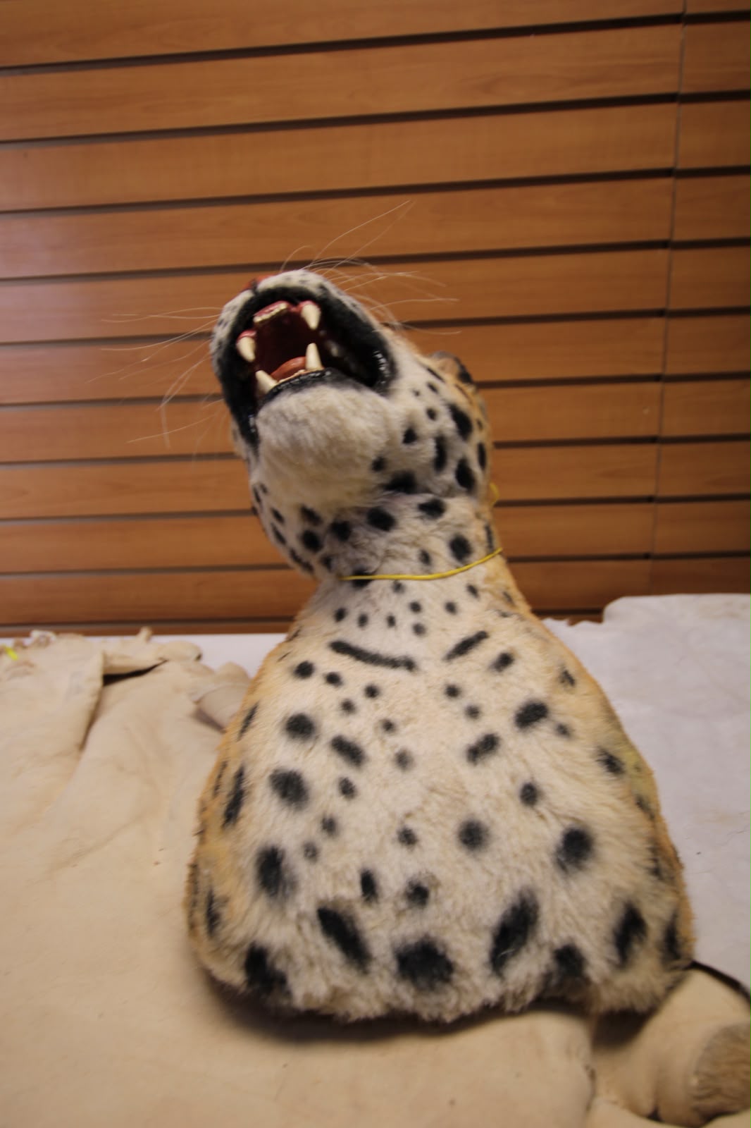 FJRBC02 - reproduction Taxidermy Leopard Head Mount