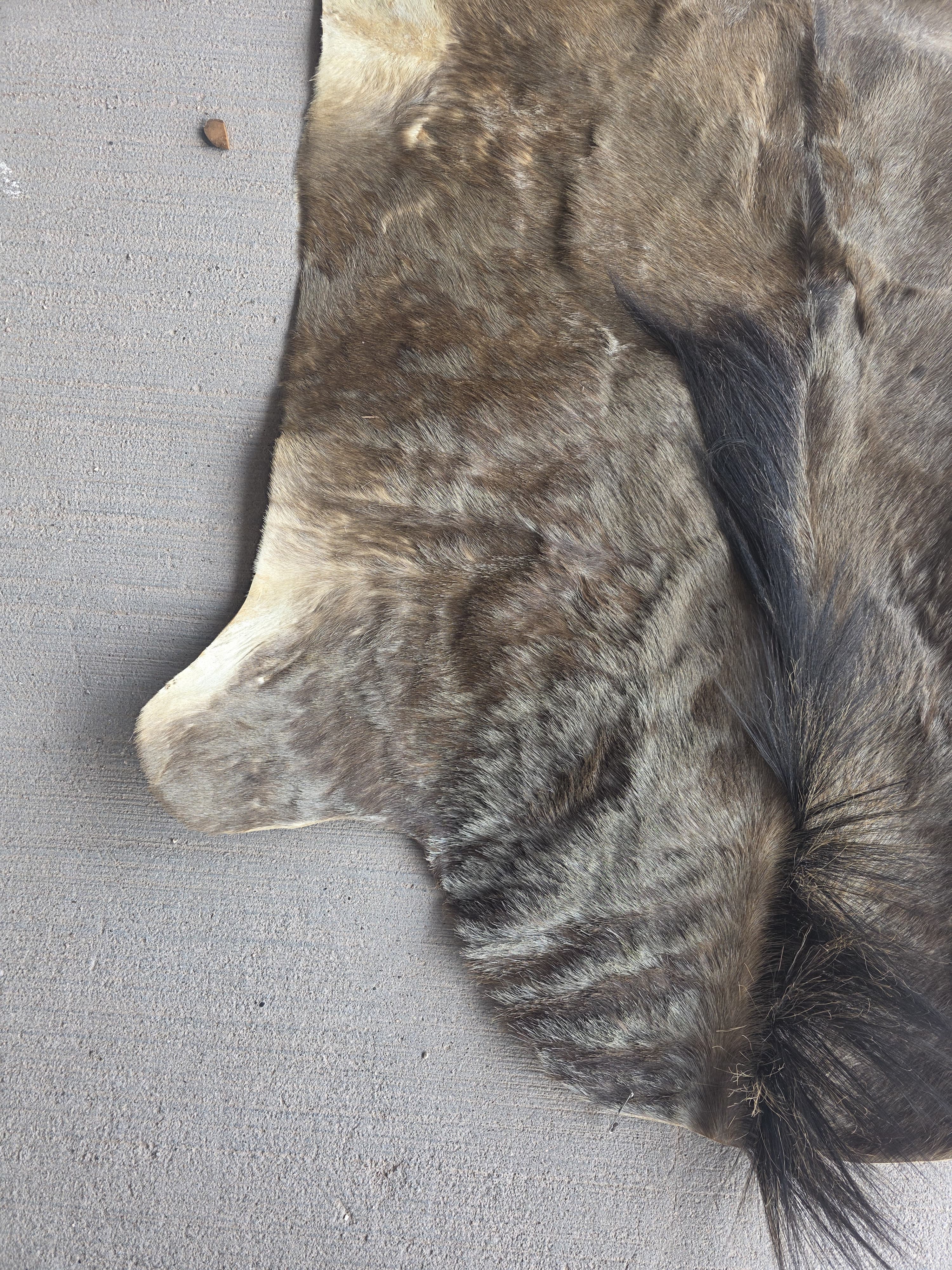 Jtvsk200 - Blue Wildebeest Pelt – 39" Wide × 52" Long (+29" Tail)