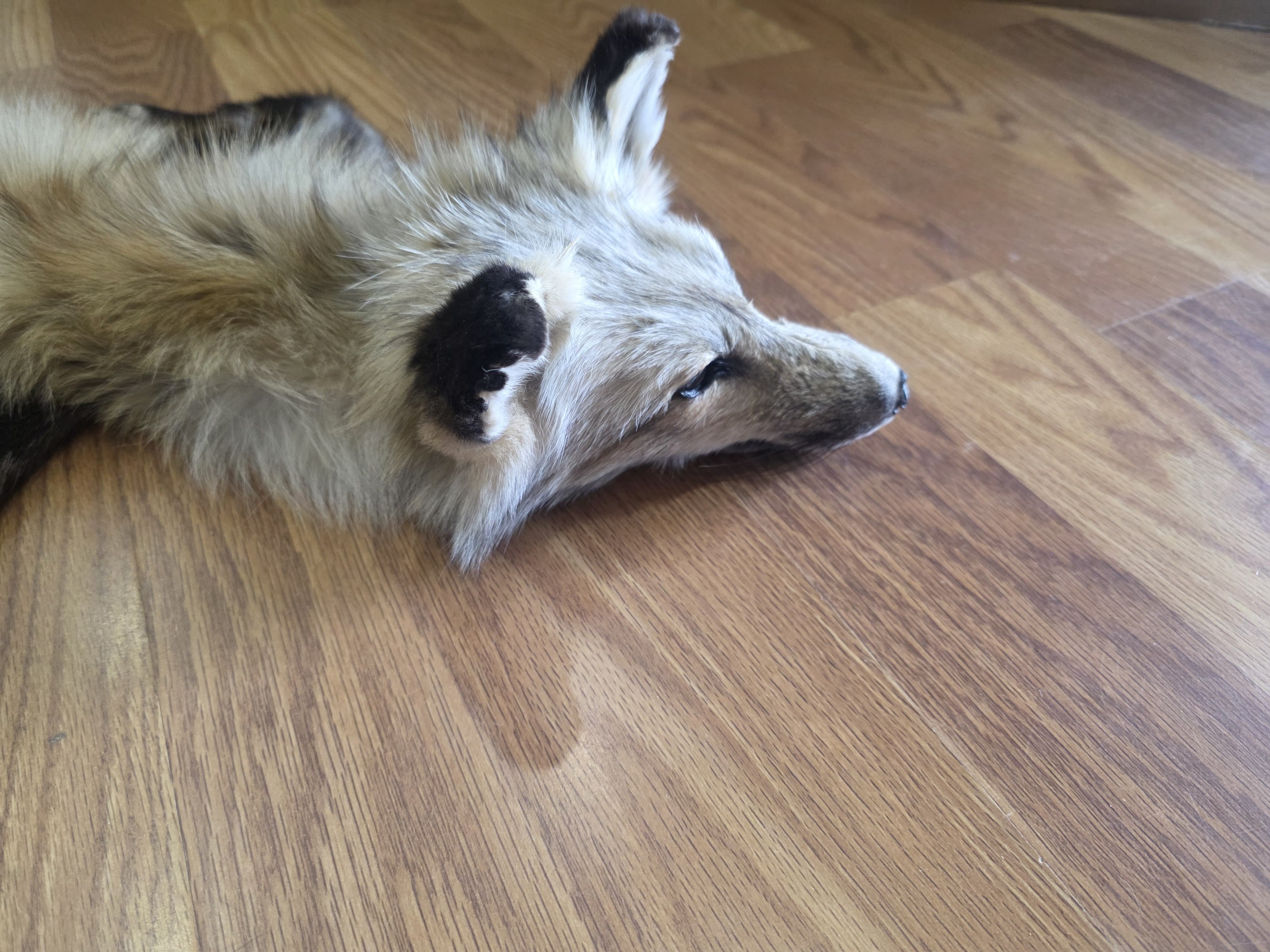 Fhfox302A - Red Fox Pelt with mounted Head taxidermy mount