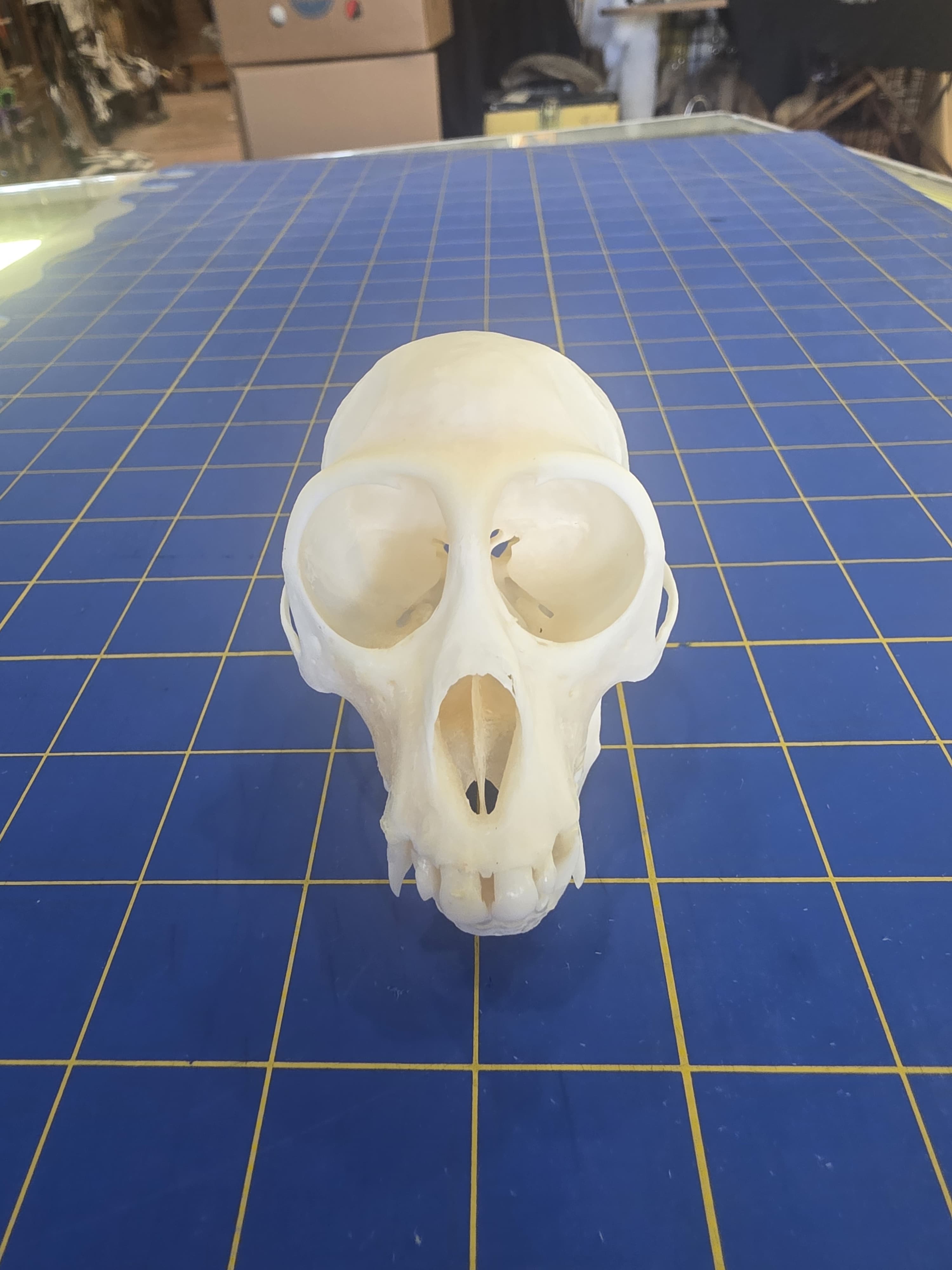 Fhmk10 - Spot-Nosed Monkey Skull – Authentic Primate Skull Display