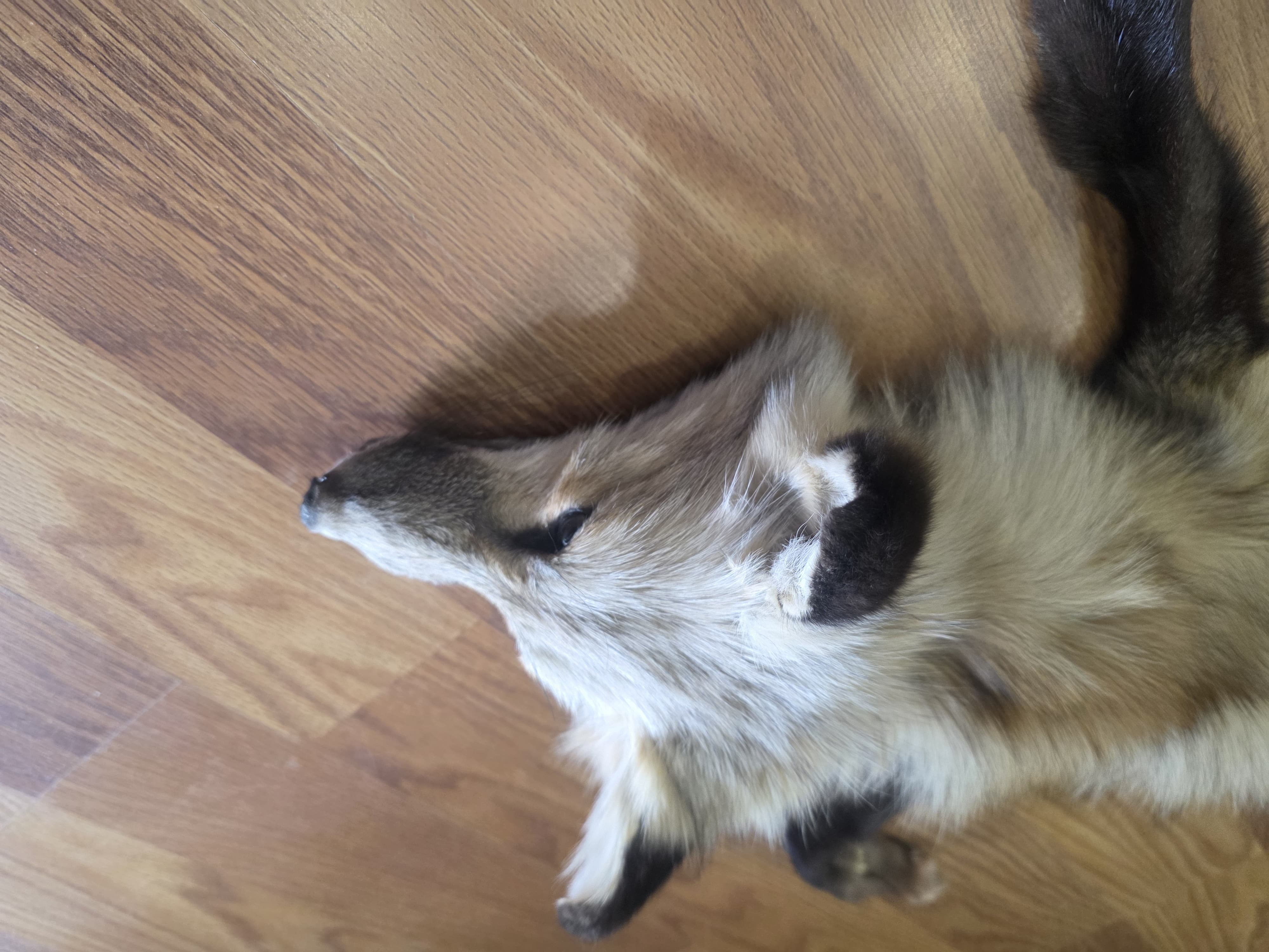 Fhfox301 - Red Fox Pelt with Head | Authentic Wildlife Display