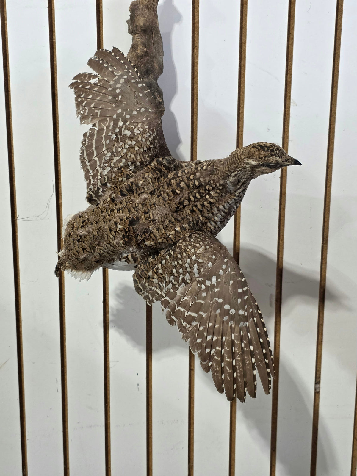 Comb122 - Stunning Sharp-Tailed Grouse Taxidermy Mount