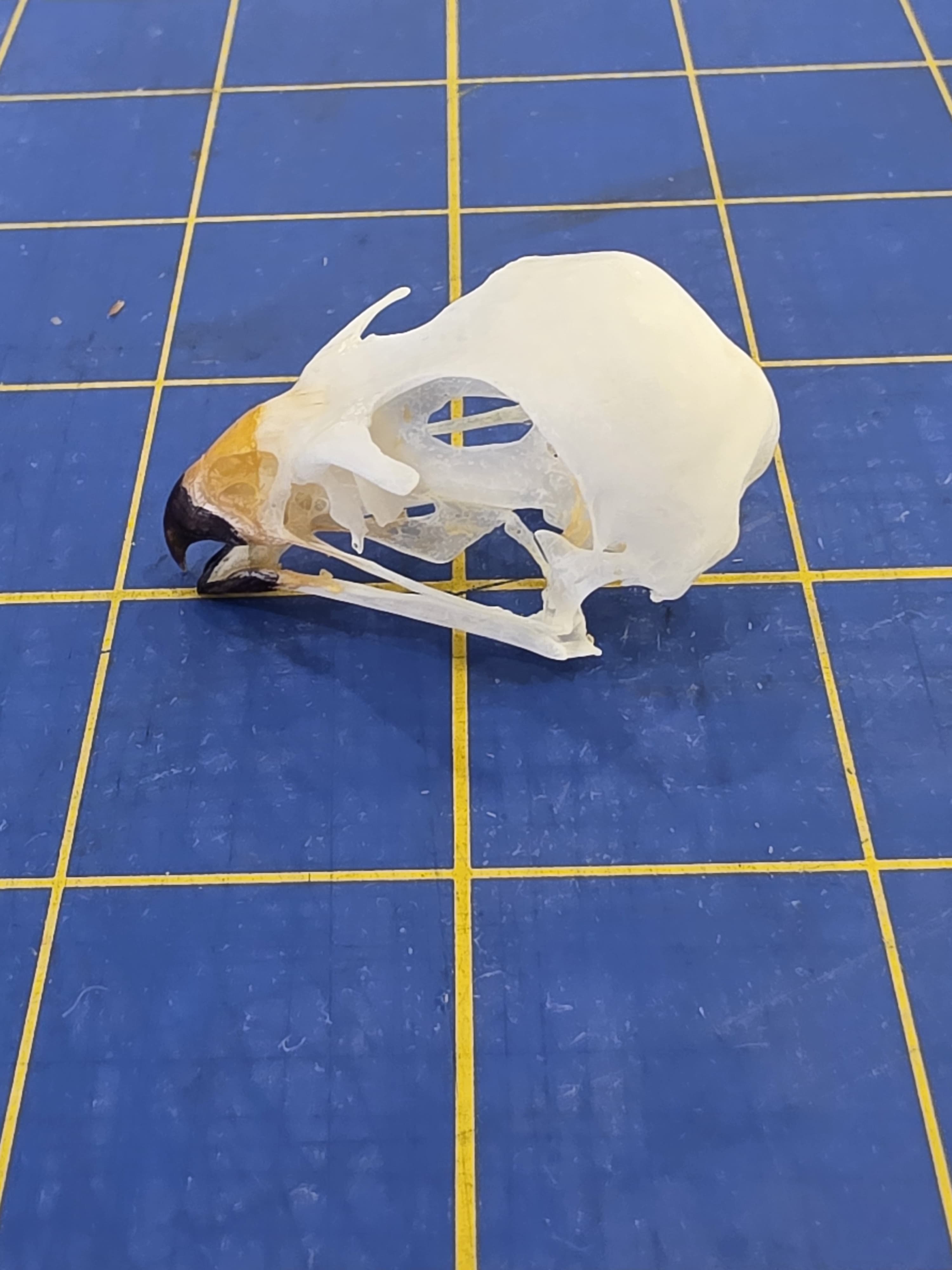 JTVSK100 - Domestic Zoo-Raised Eurasian Sparrowhawk Skull