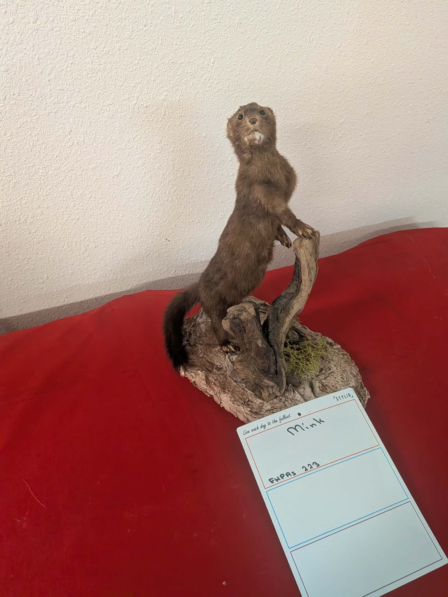 FHPRS223 - Mink Taxidermy Mount – Elegant Wildlife Display