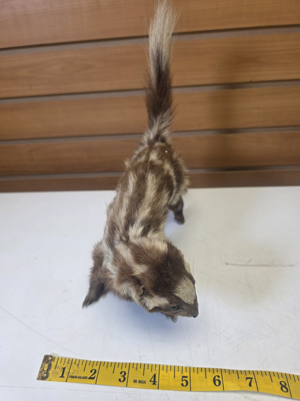Fhsp102 - Taxidermy Striped Skunk – Preserved Specimen