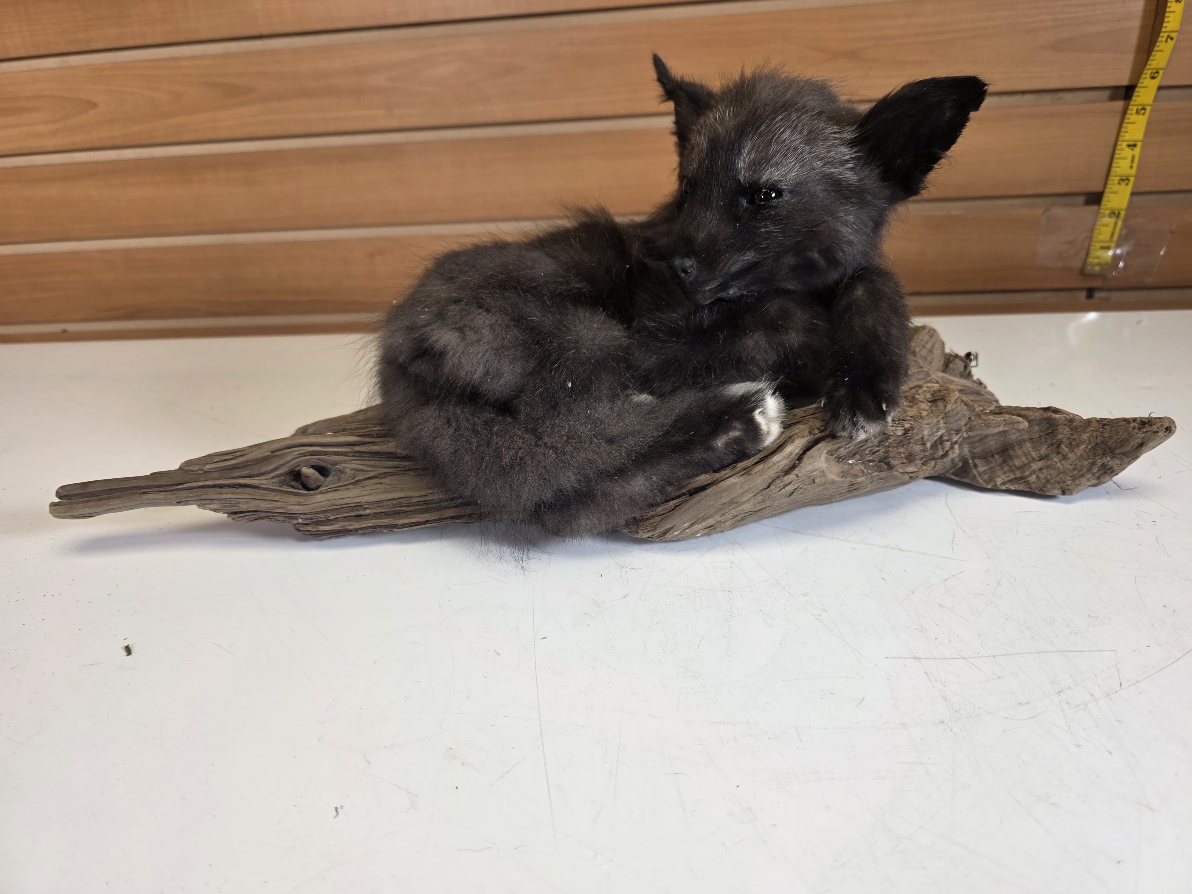Fhjun29 - baby Ranch Fox Taxidermy Mount