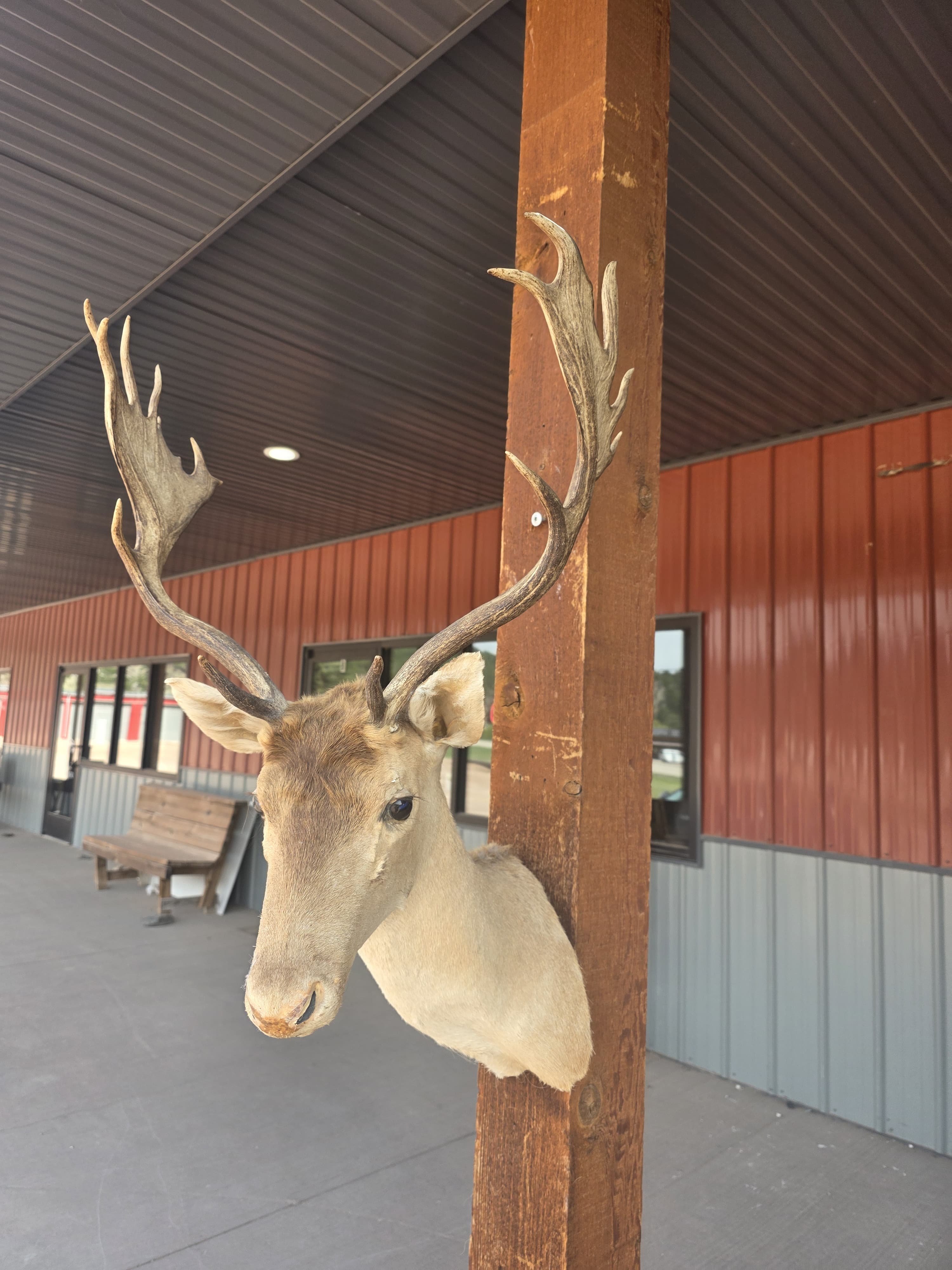 FHRAN93 - Fallow Deer Hide / Fur – Natural Rustic Décor Taxidermy mount