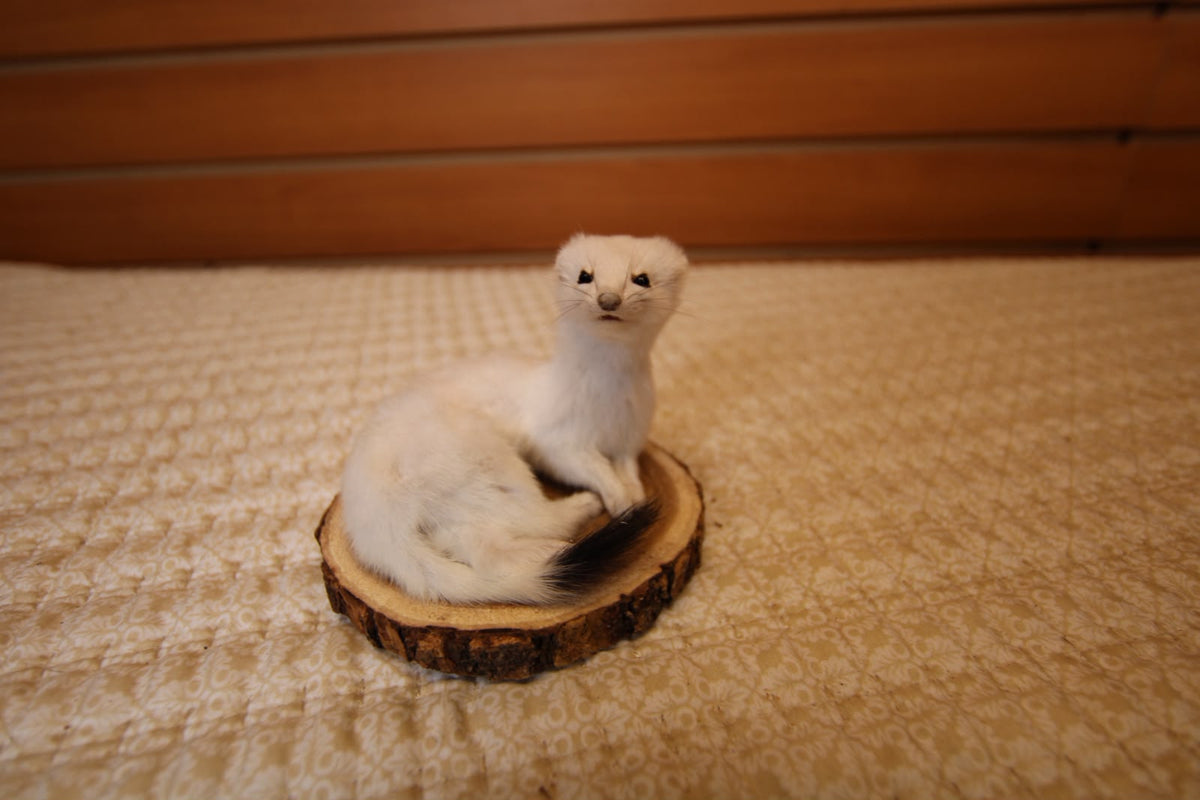 FHWEAS003 - Winter White Ermine (Short-Tailed Weasel) Taxidermy Mount