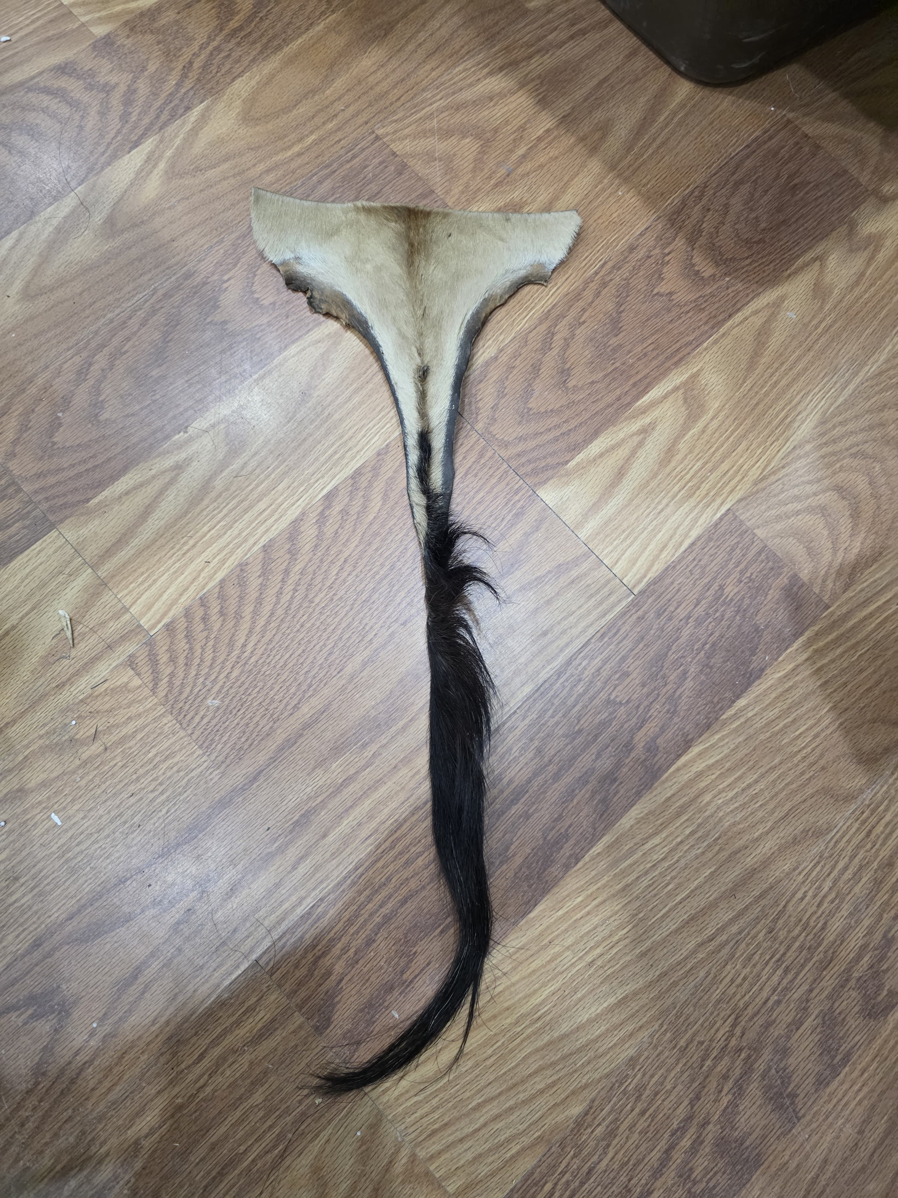 JVTL10 - Lichtenstein's Hartebeest Tail – 26” Rustic Decorative Display