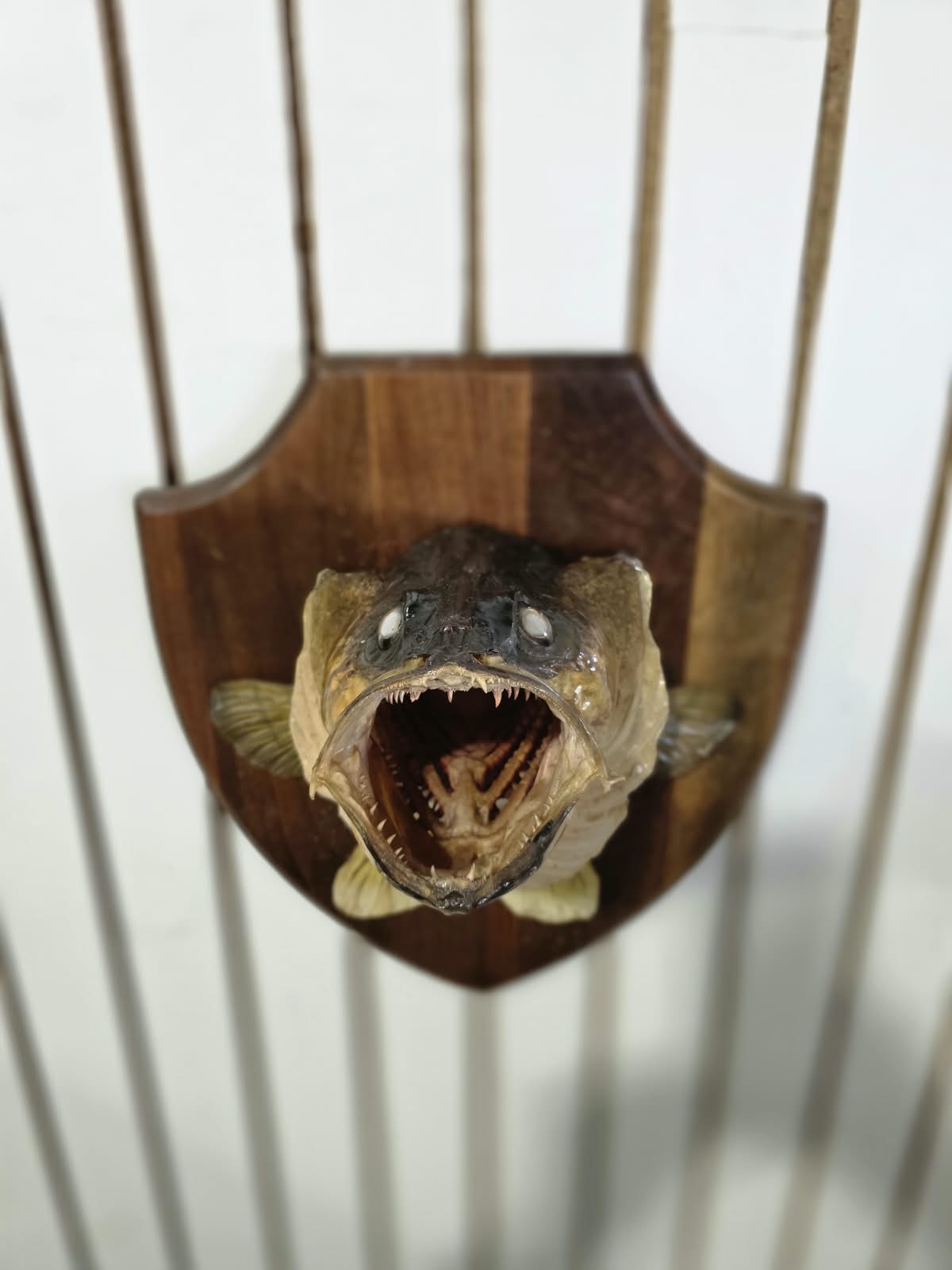 Comb106 - Custom 6" Gill Walleye Shoulder Mount