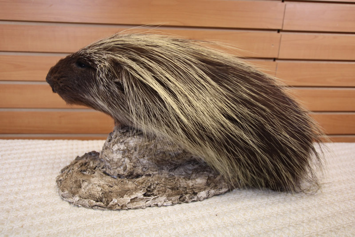 FHSP131 - north American Porcupine Specimen head mount