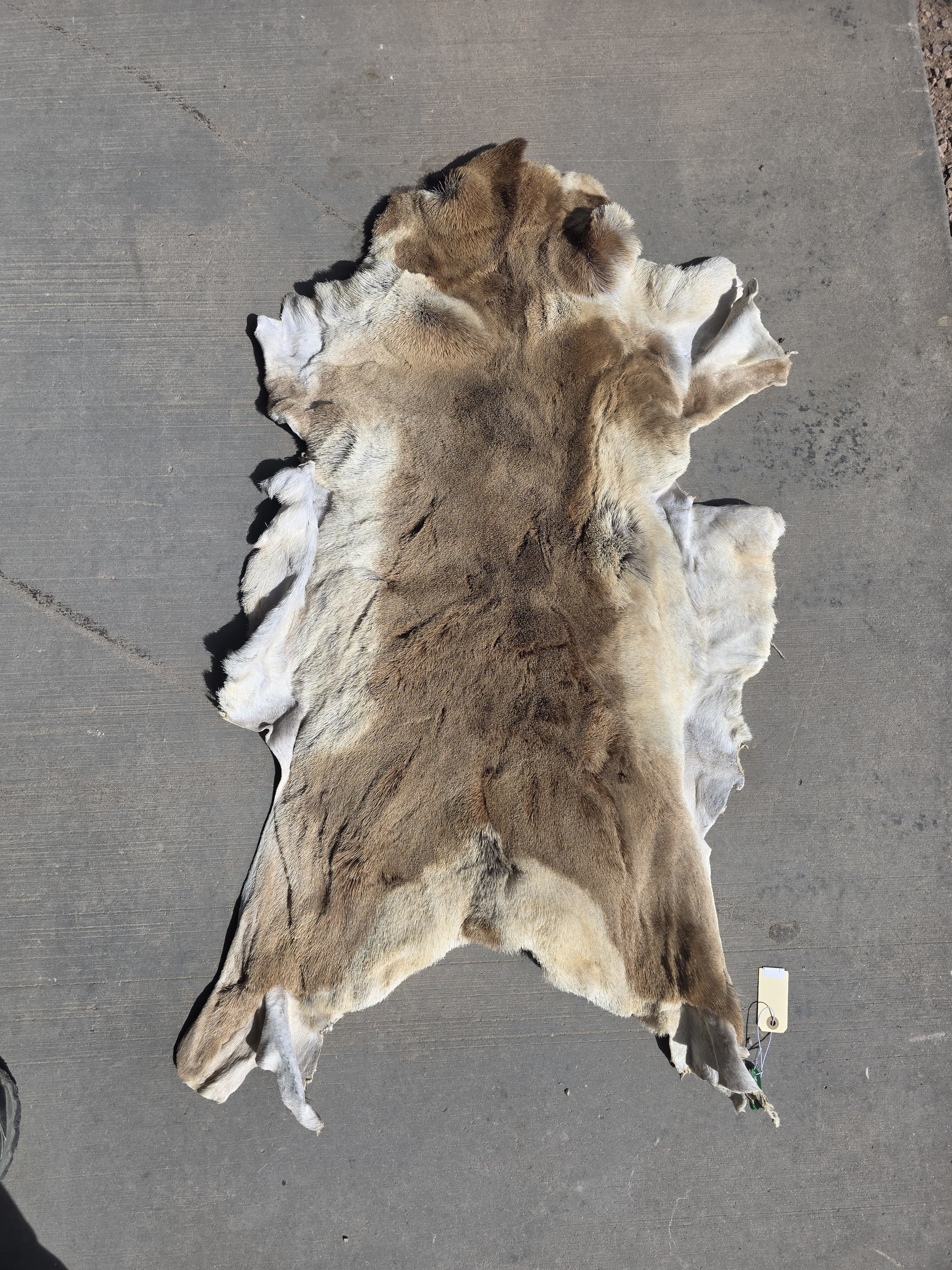 FHRAN89 - Natural Pronghorn Antelope Hide / Fur – 42” x 27”