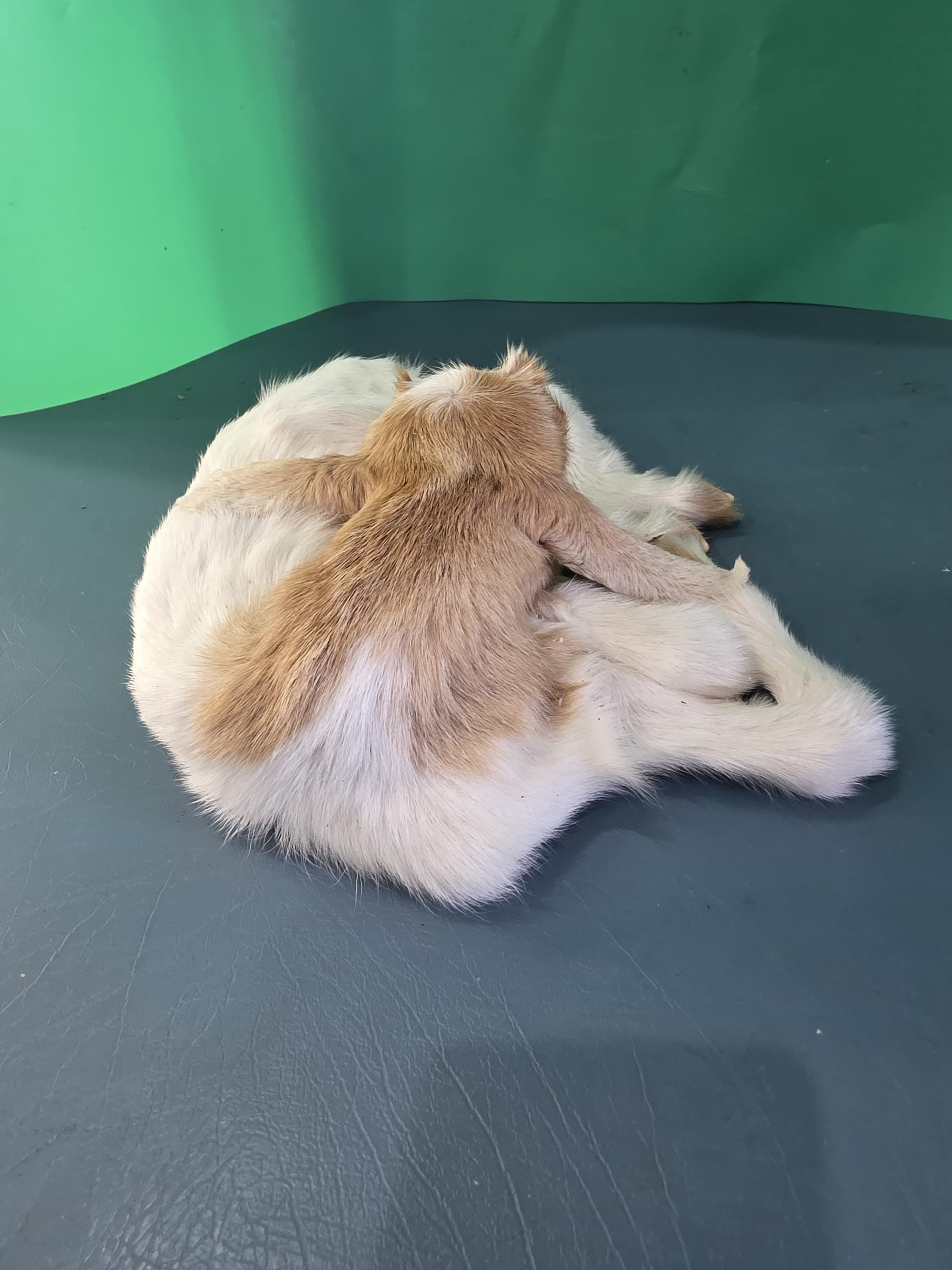 Fhjun13 - Baby Boer Kid Goat Taxidermy Mount