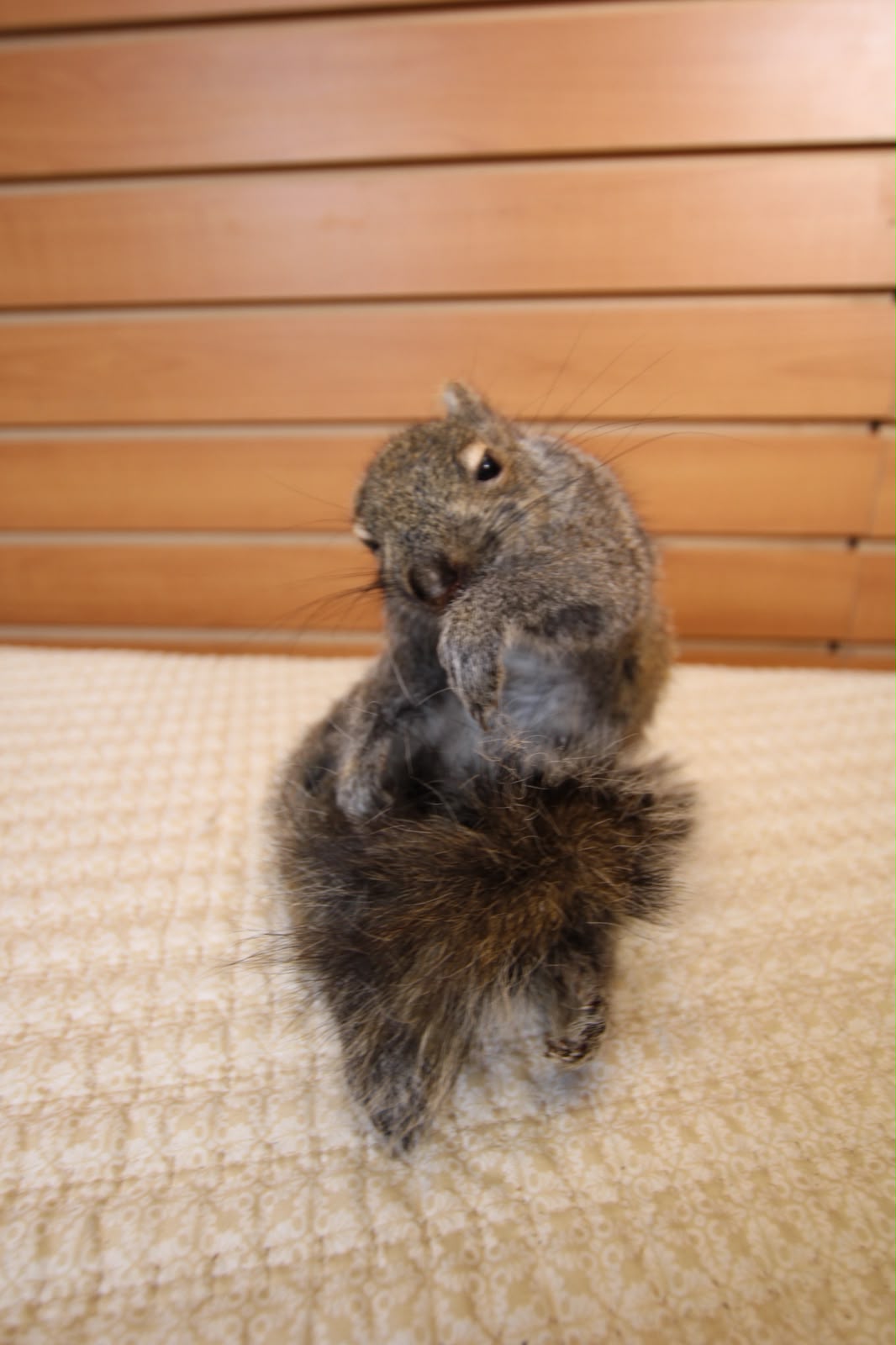 FHSQU004 - Charming Small Squirrel Taxidermy Mount