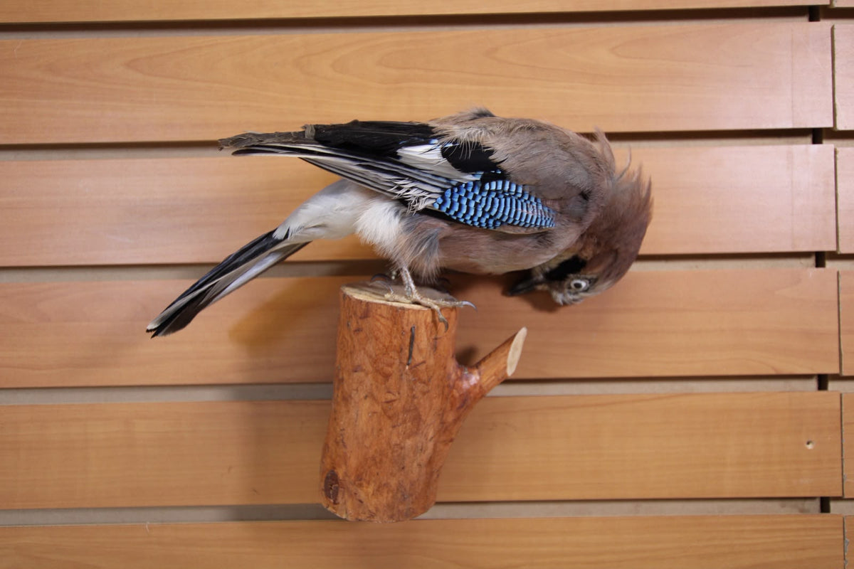 FHSP129 -Eurasian Jay Taxidermy Mount