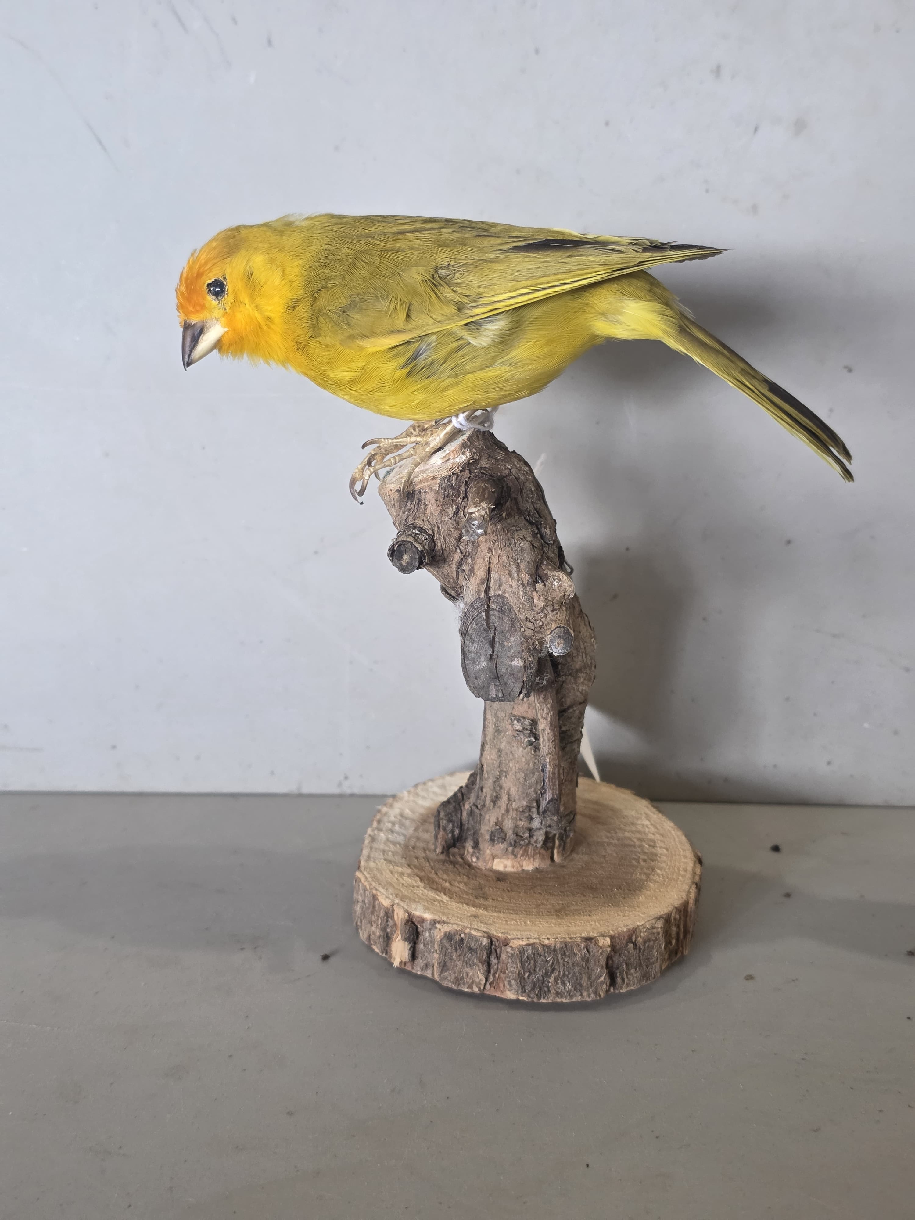 JTVIT4A - Pen Raised Saffron Finch Taxidermy
