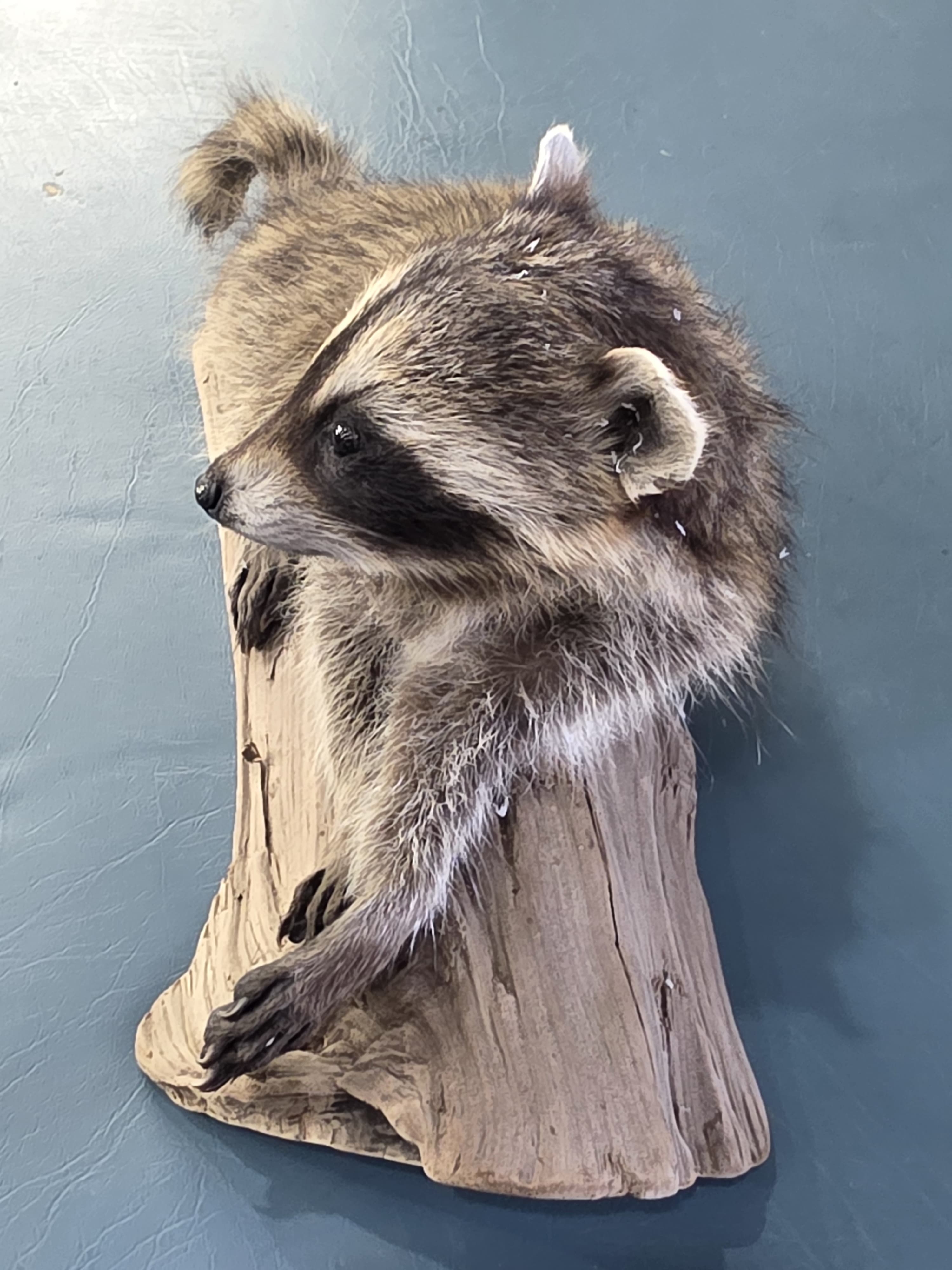 Fhjun20 - Baby Raccoon Taxidermy Mount